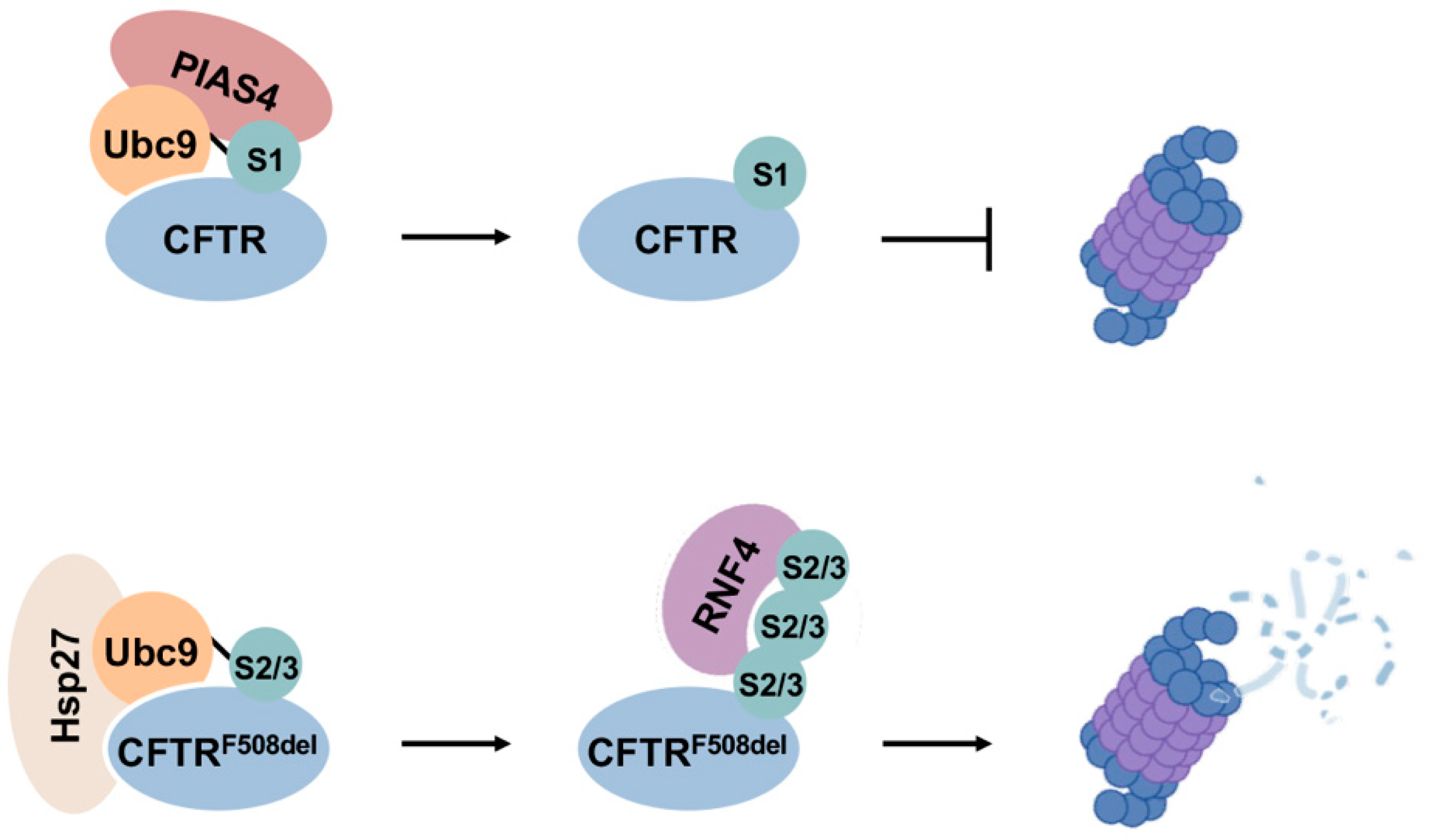 Cells 13 00008 g006 Cells 13 00008 g006