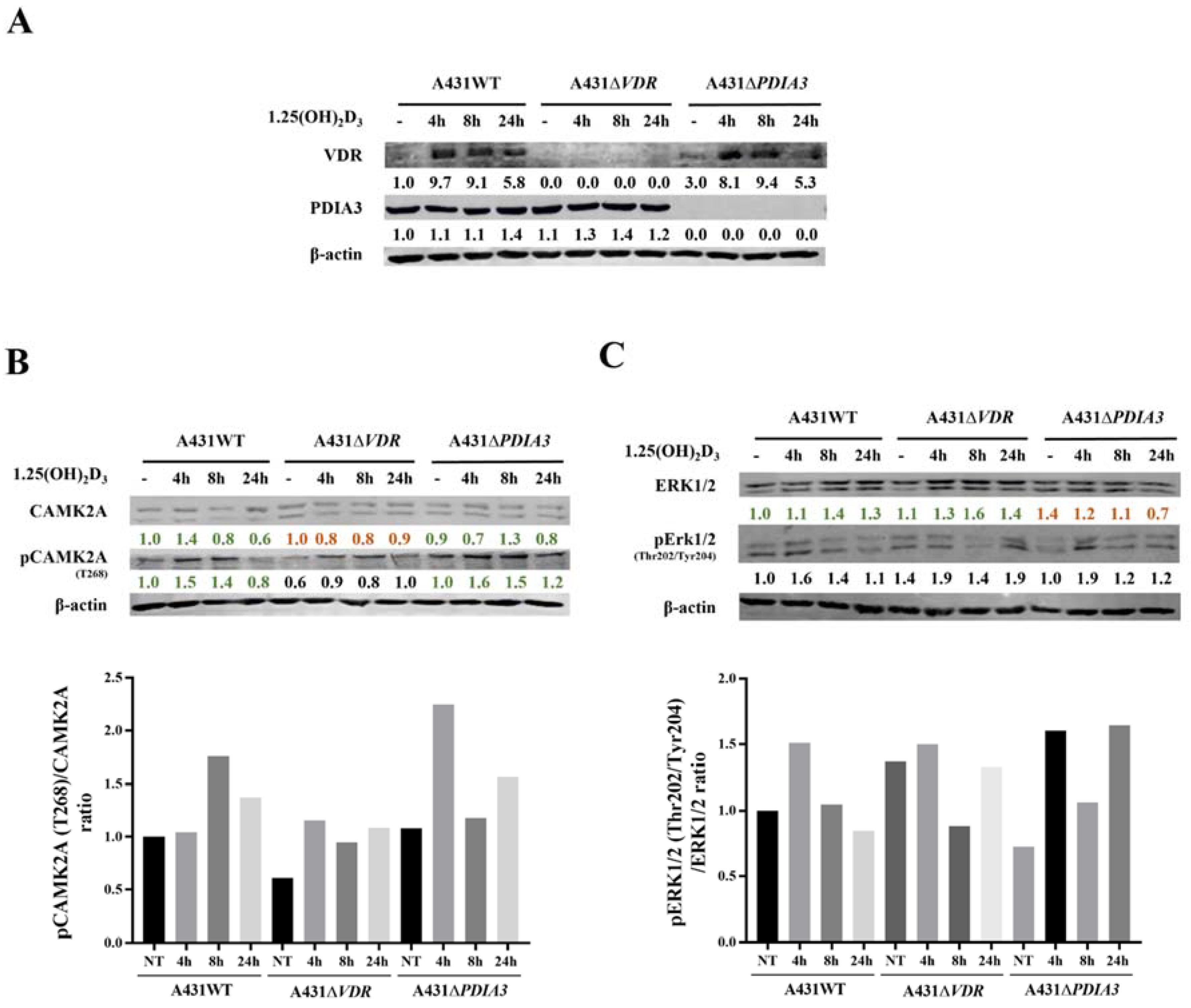 Cells 13 00011 g004 Cells 13 00011 g004