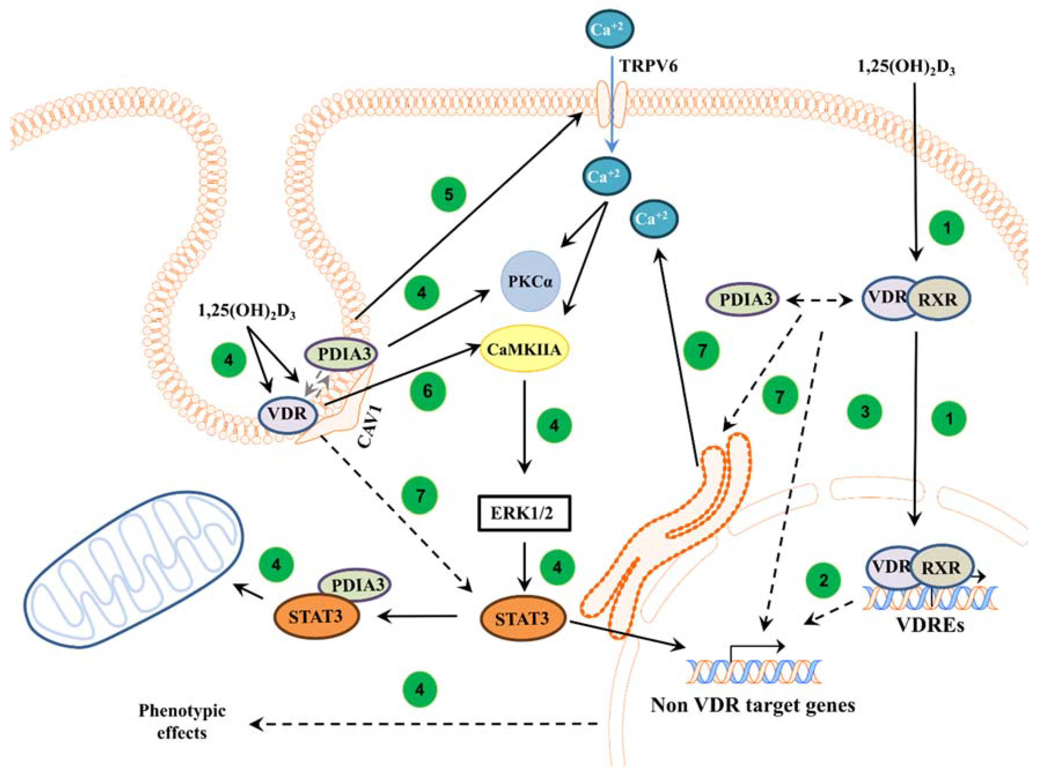 Cells 13 00011 g005 Cells 13 00011 g005