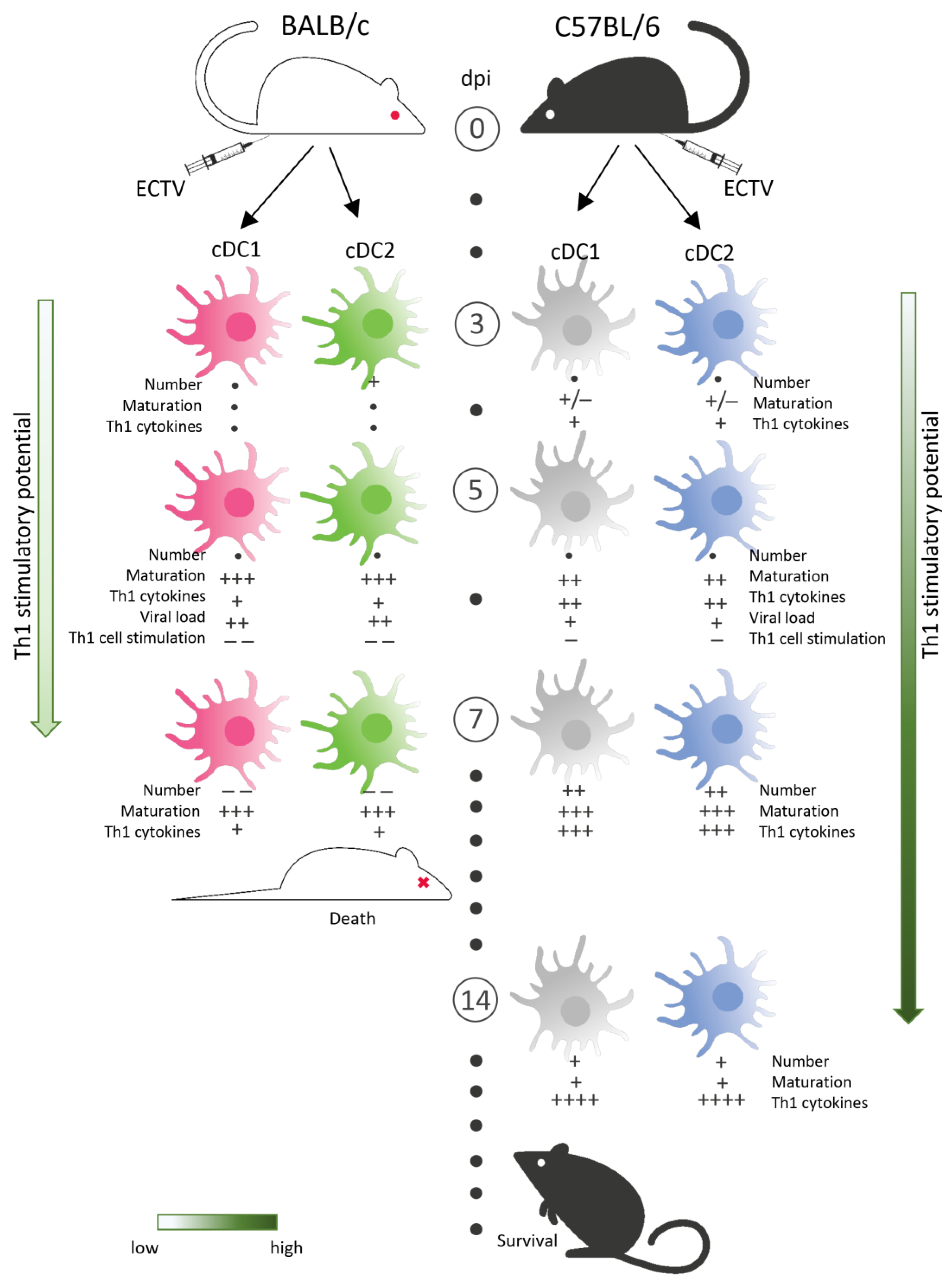 Cells 13 00013 g008 Cells 13 00013 g008