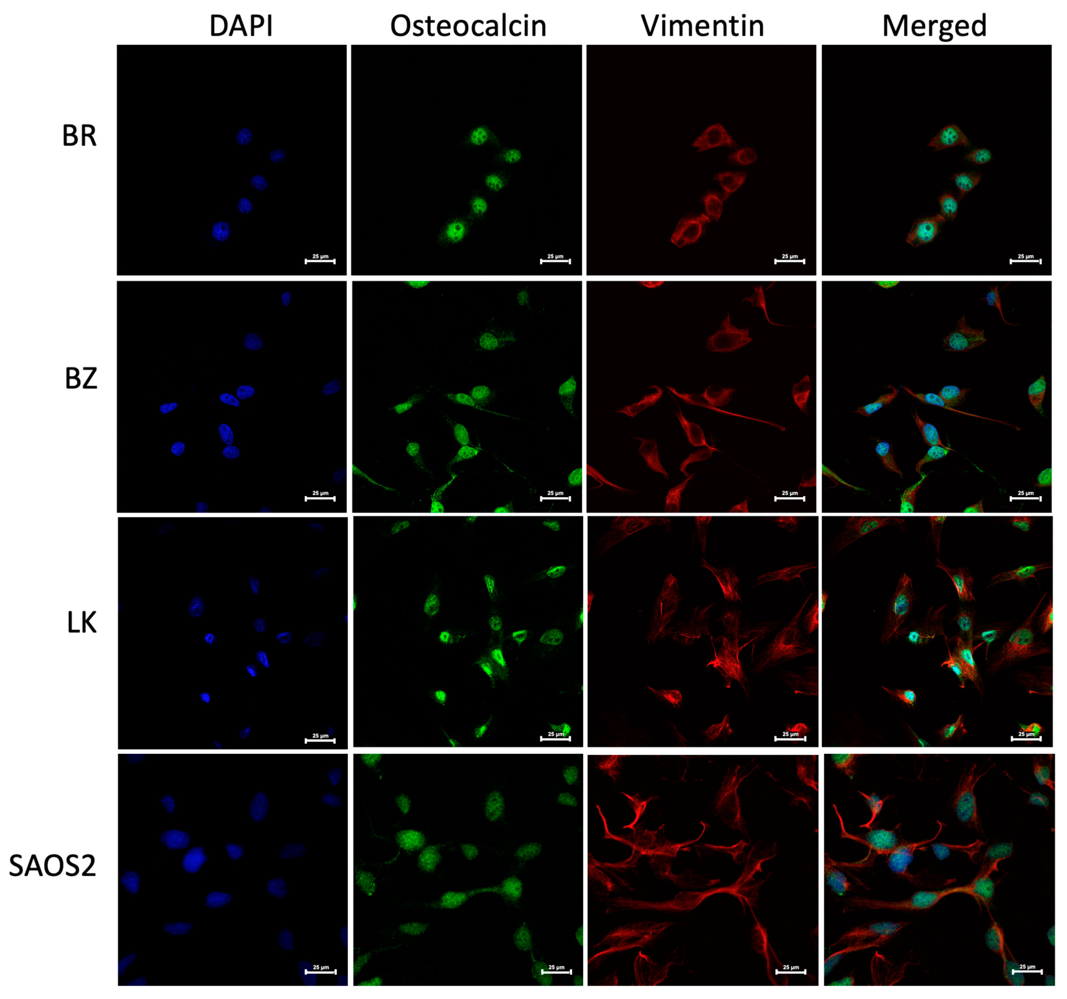 Cells 13 00025 g002 Cells 13 00025 g002