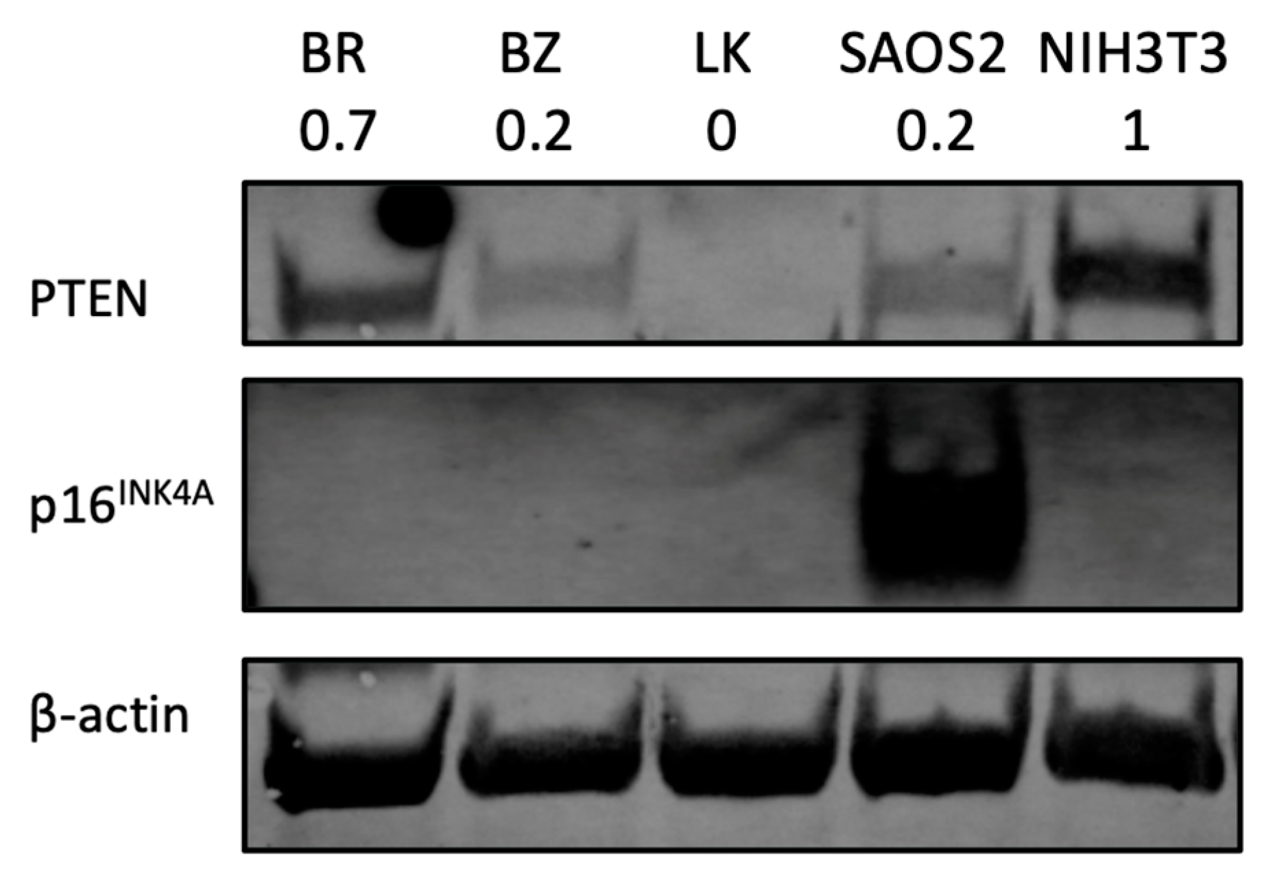 Cells 13 00025 g006 Cells 13 00025 g006