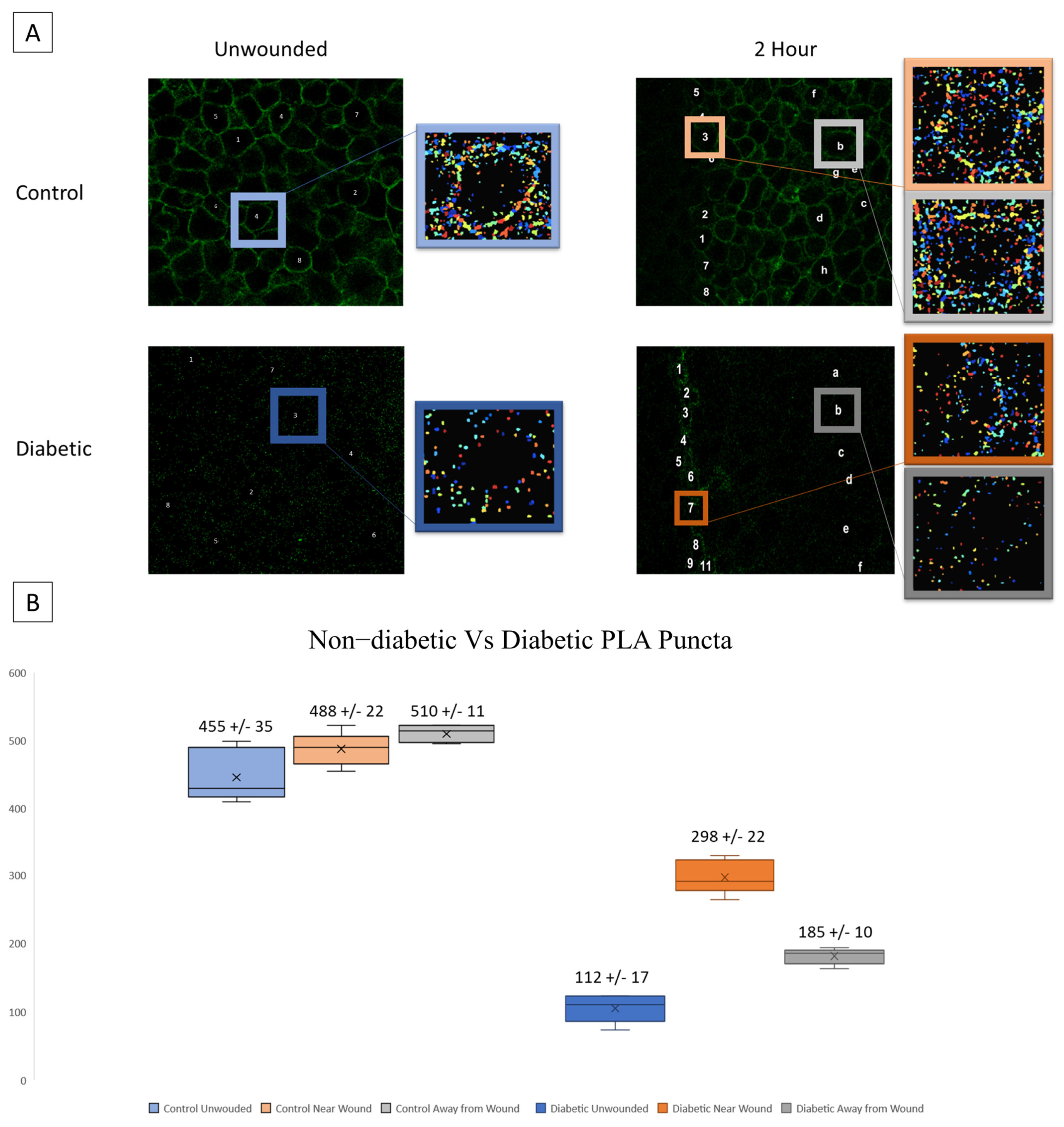 Cells 13 00026 g005 Cells 13 00026 g005