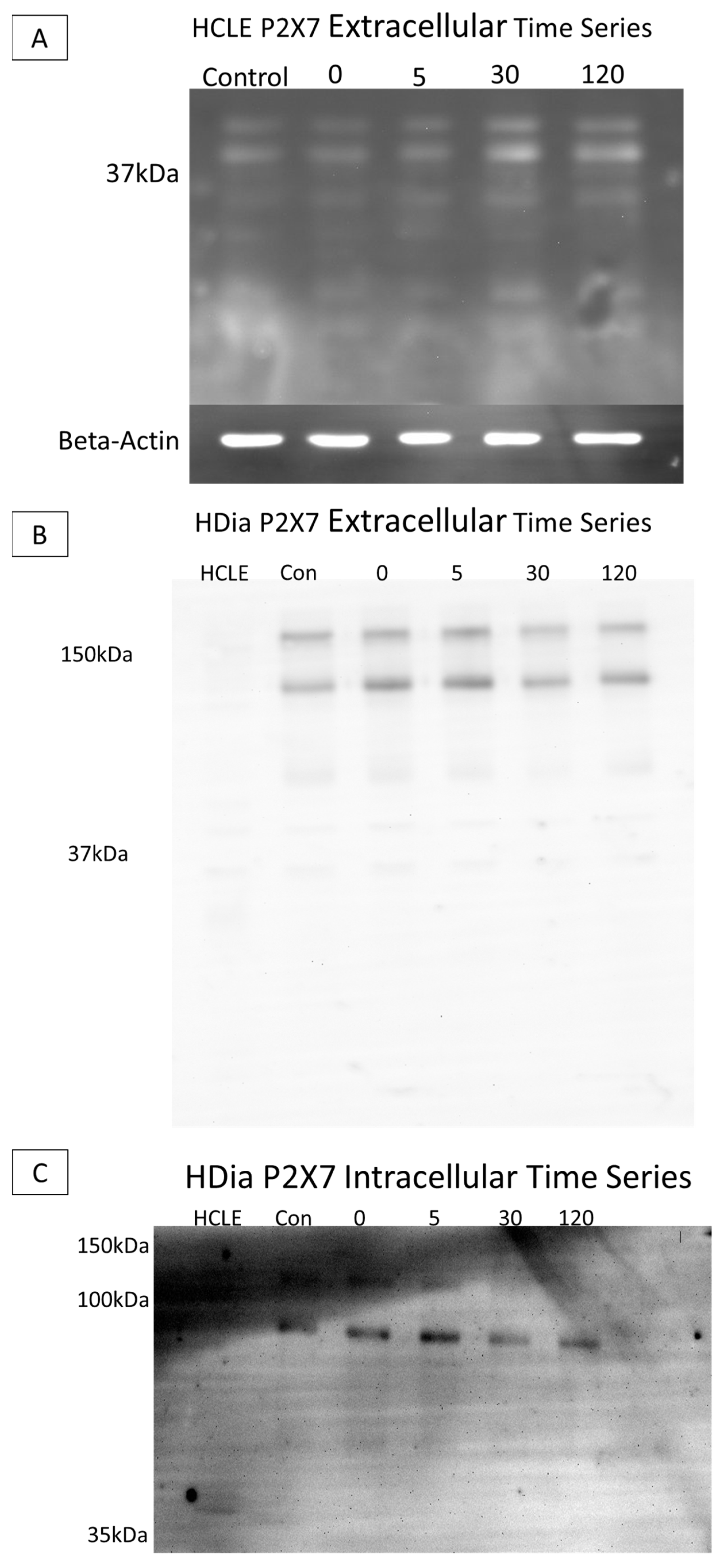 Cells 13 00026 g006 Cells 13 00026 g006