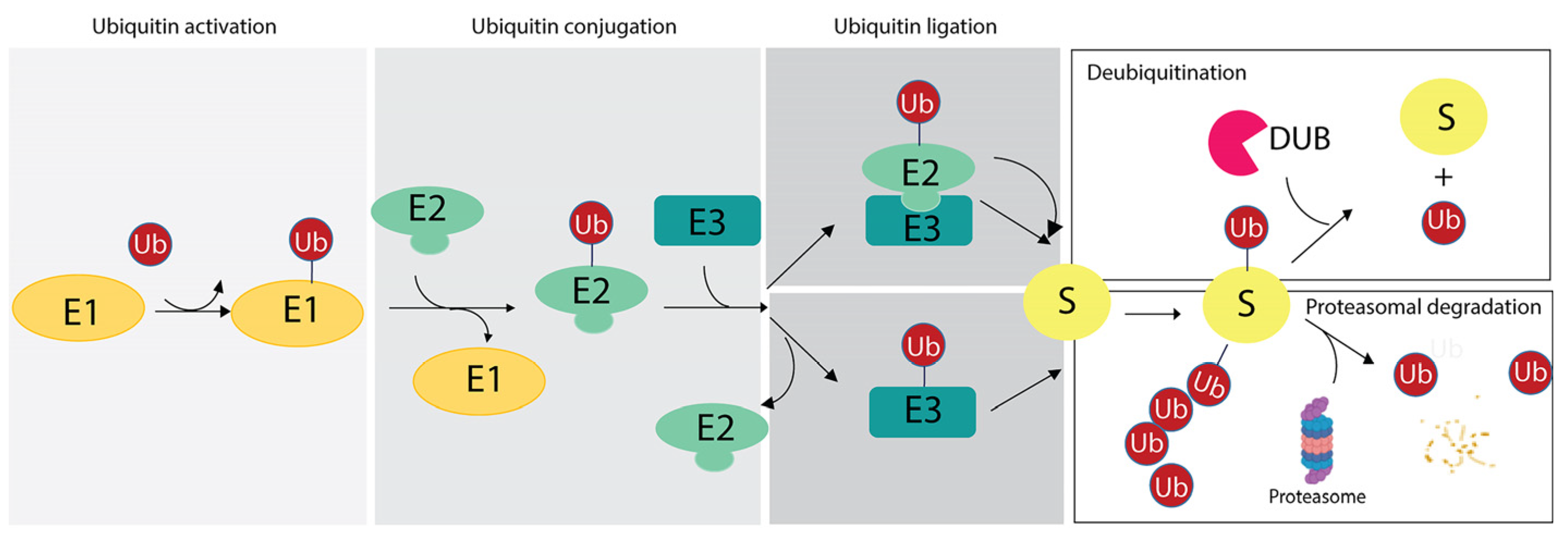 Cells 13 00029 g001 Cells 13 00029 g001