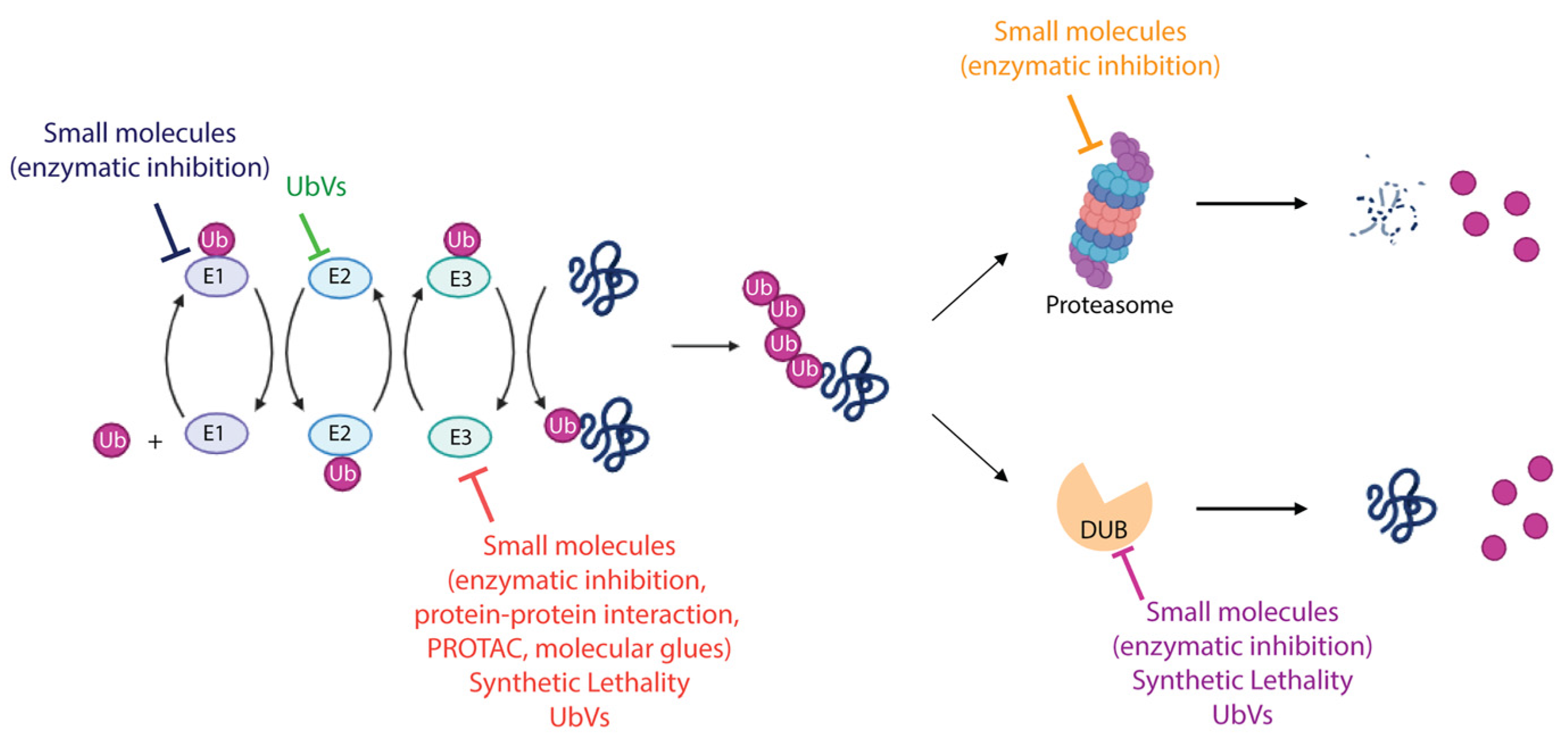 Cells 13 00029 g004 Cells 13 00029 g004