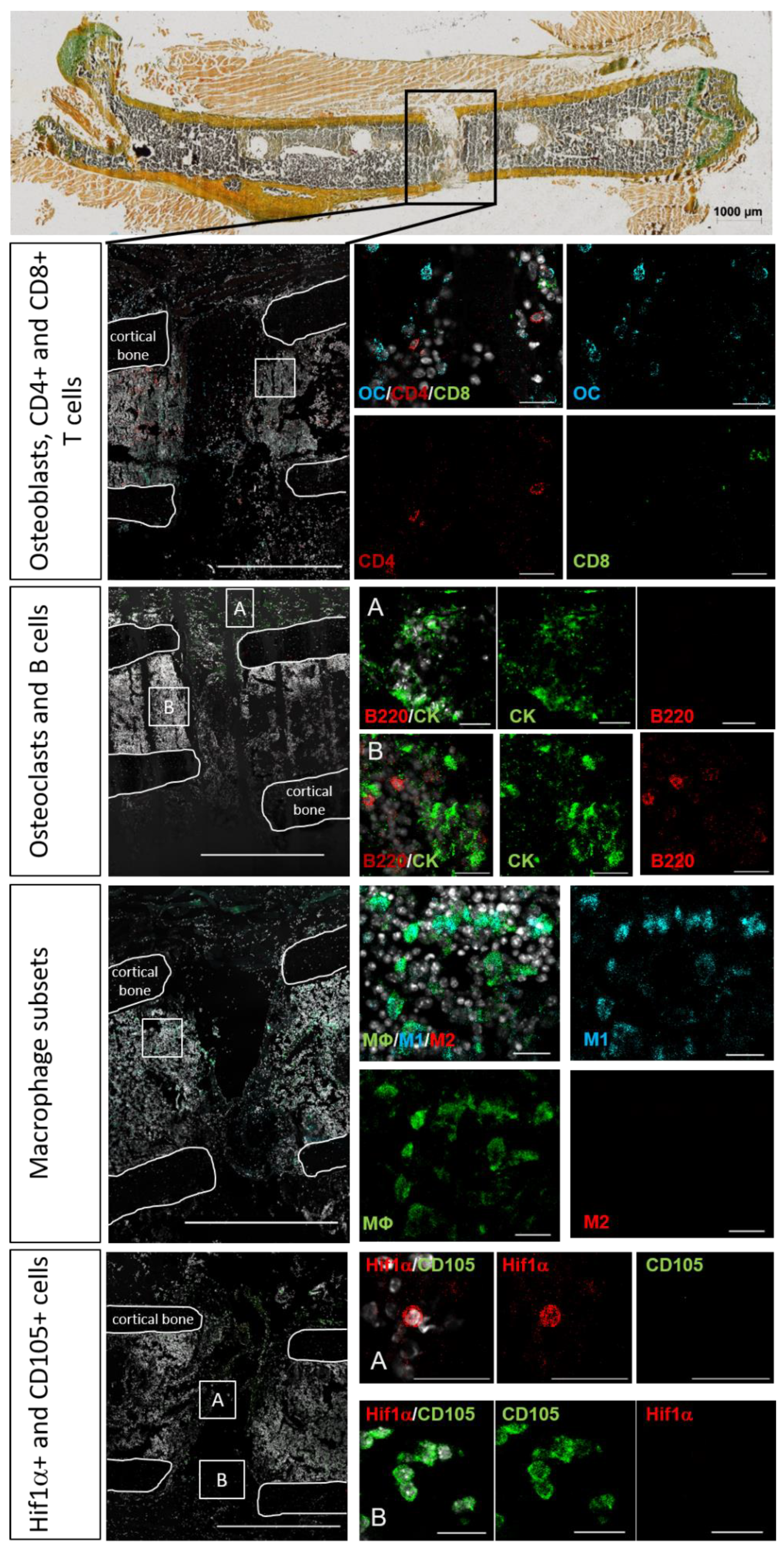 Cells 13 00040 g001 Cells 13 00040 g001