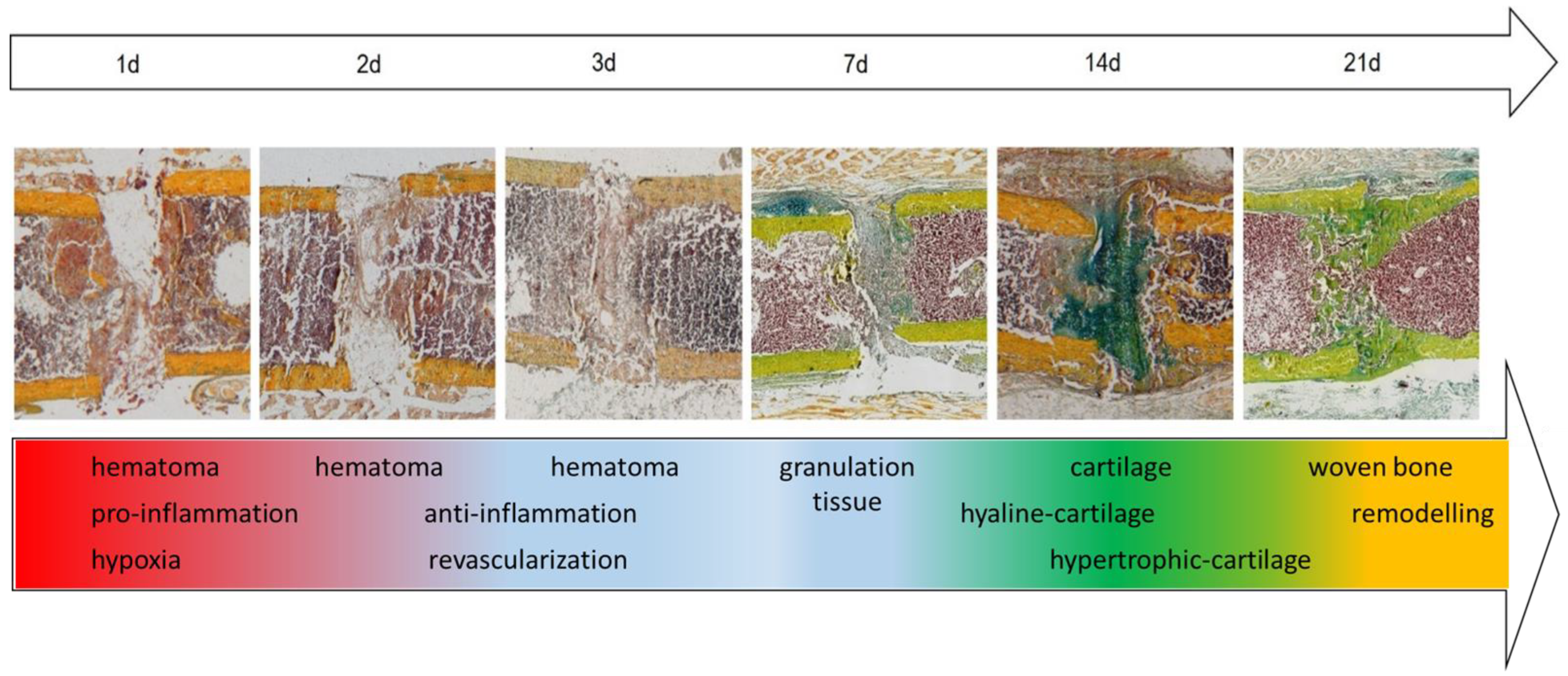 Cells 13 00040 g002 Cells 13 00040 g002