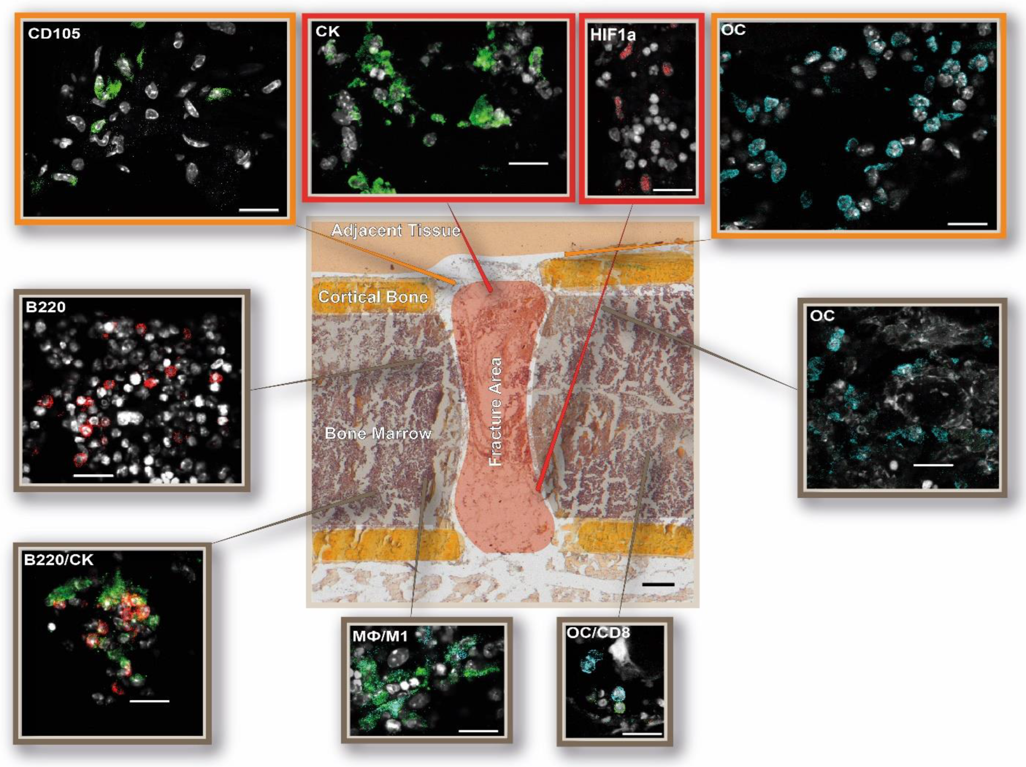 Cells 13 00040 g006 Cells 13 00040 g006