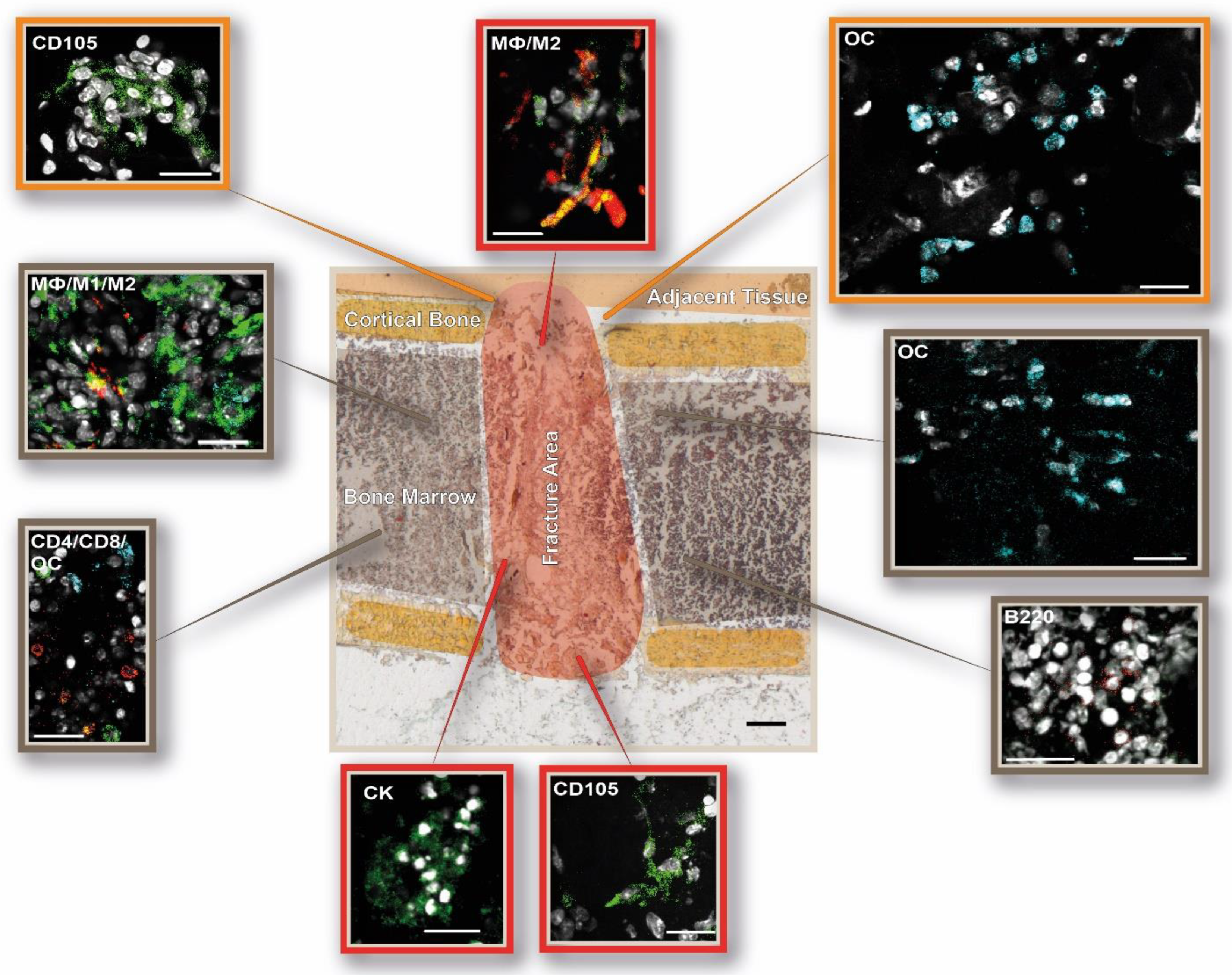 Cells 13 00040 g007 Cells 13 00040 g007