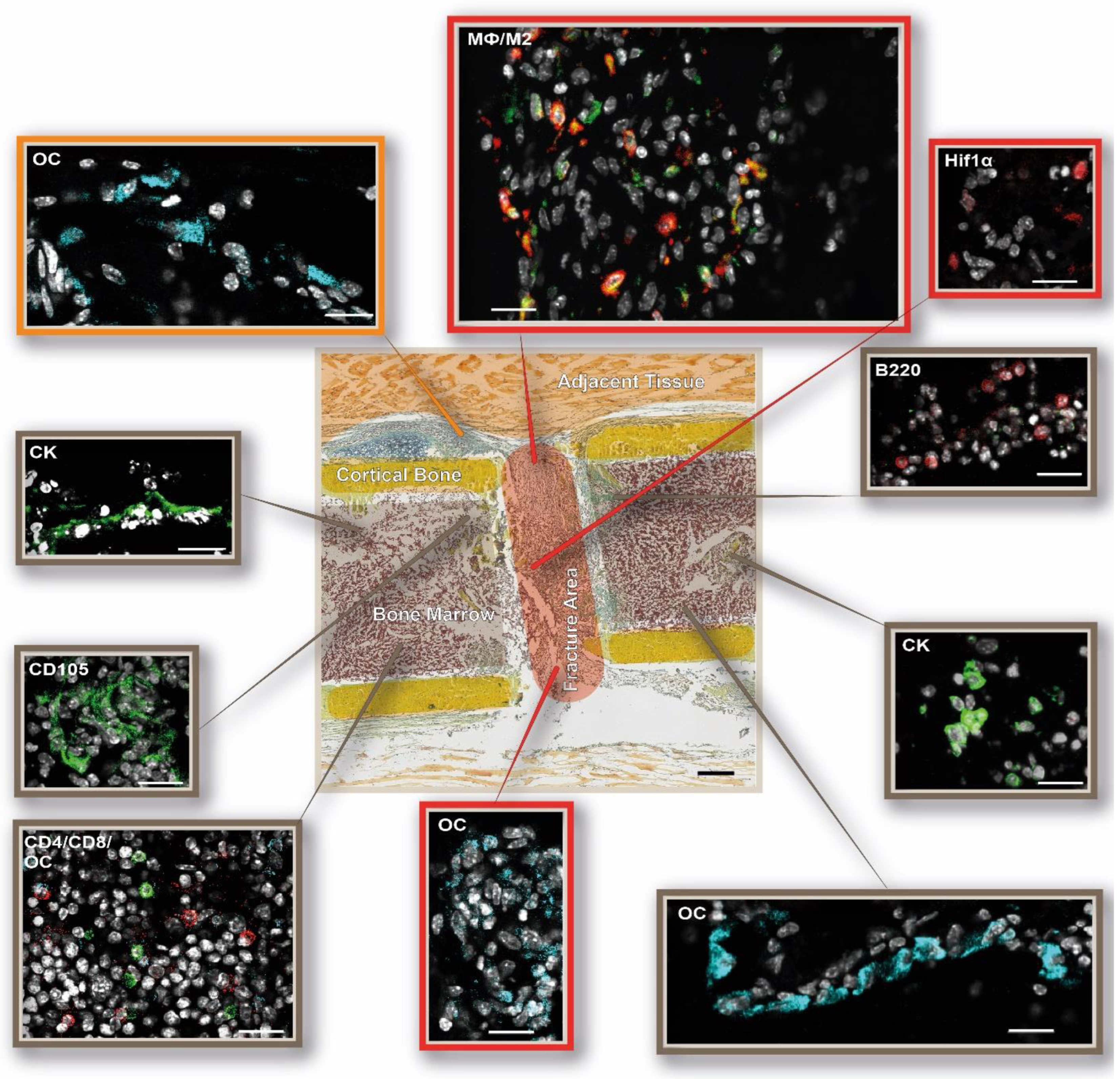 Cells 13 00040 g008 Cells 13 00040 g008