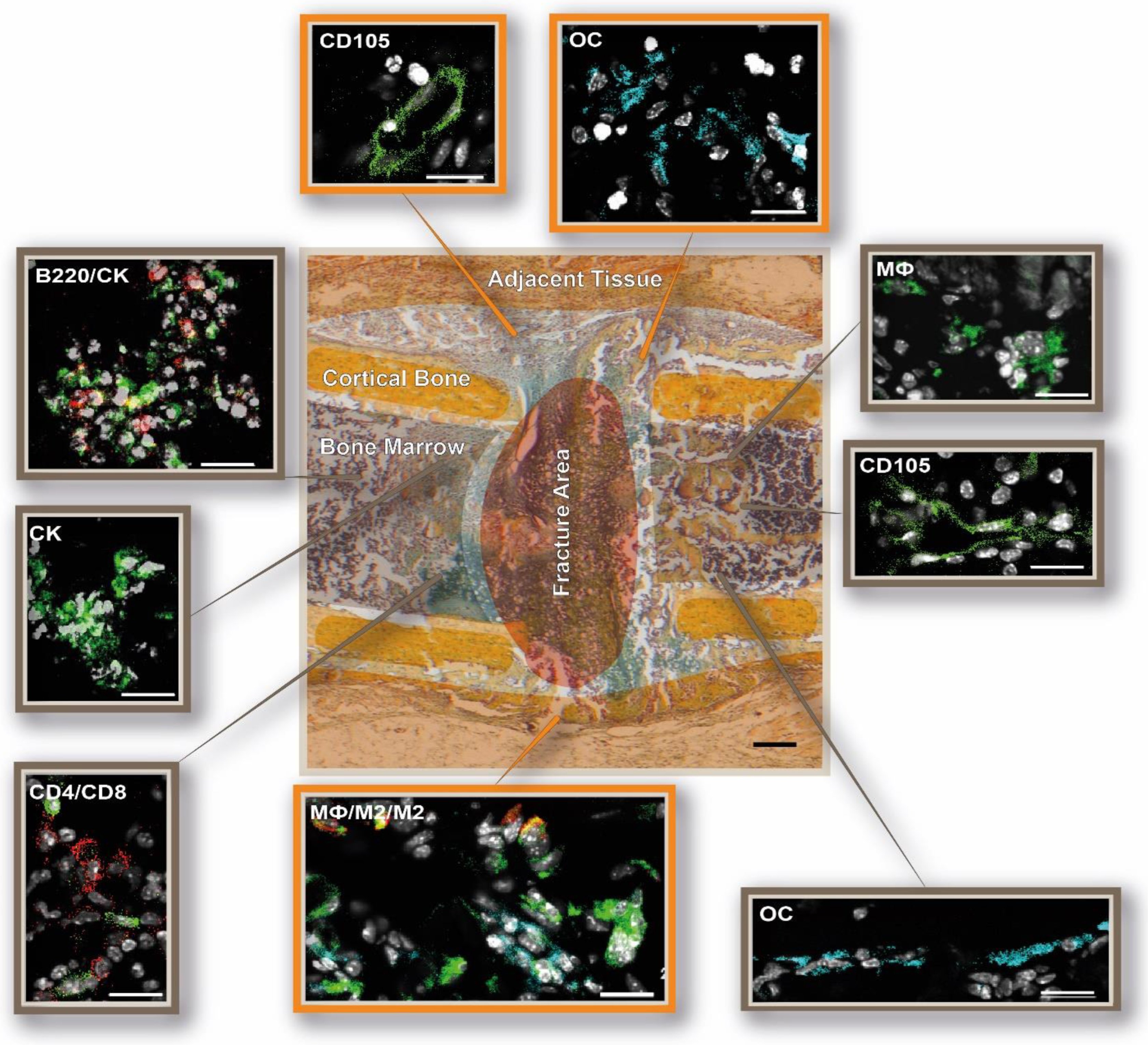 Cells 13 00040 g009 Cells 13 00040 g009