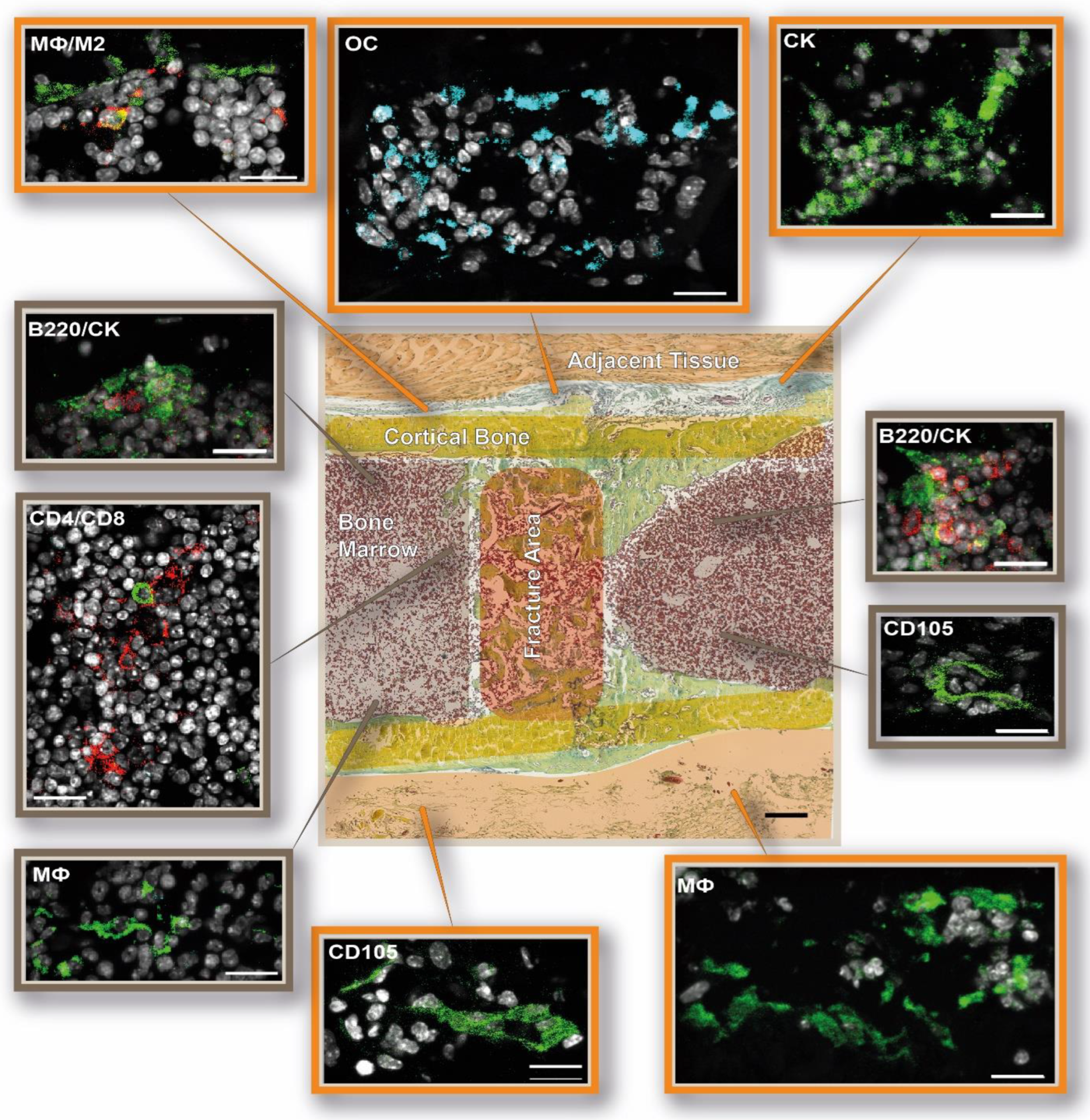 Cells 13 00040 g010 Cells 13 00040 g010
