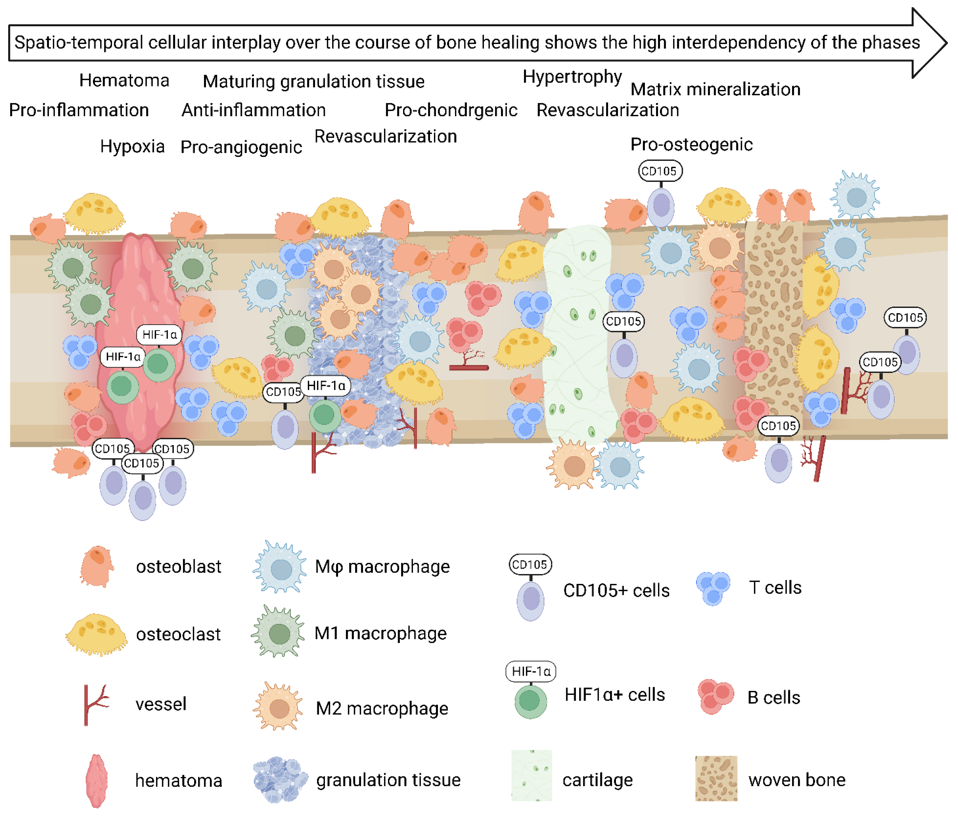 Cells 13 00040 g011 Cells 13 00040 g011
