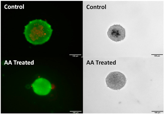 Cells 13 00045 g002