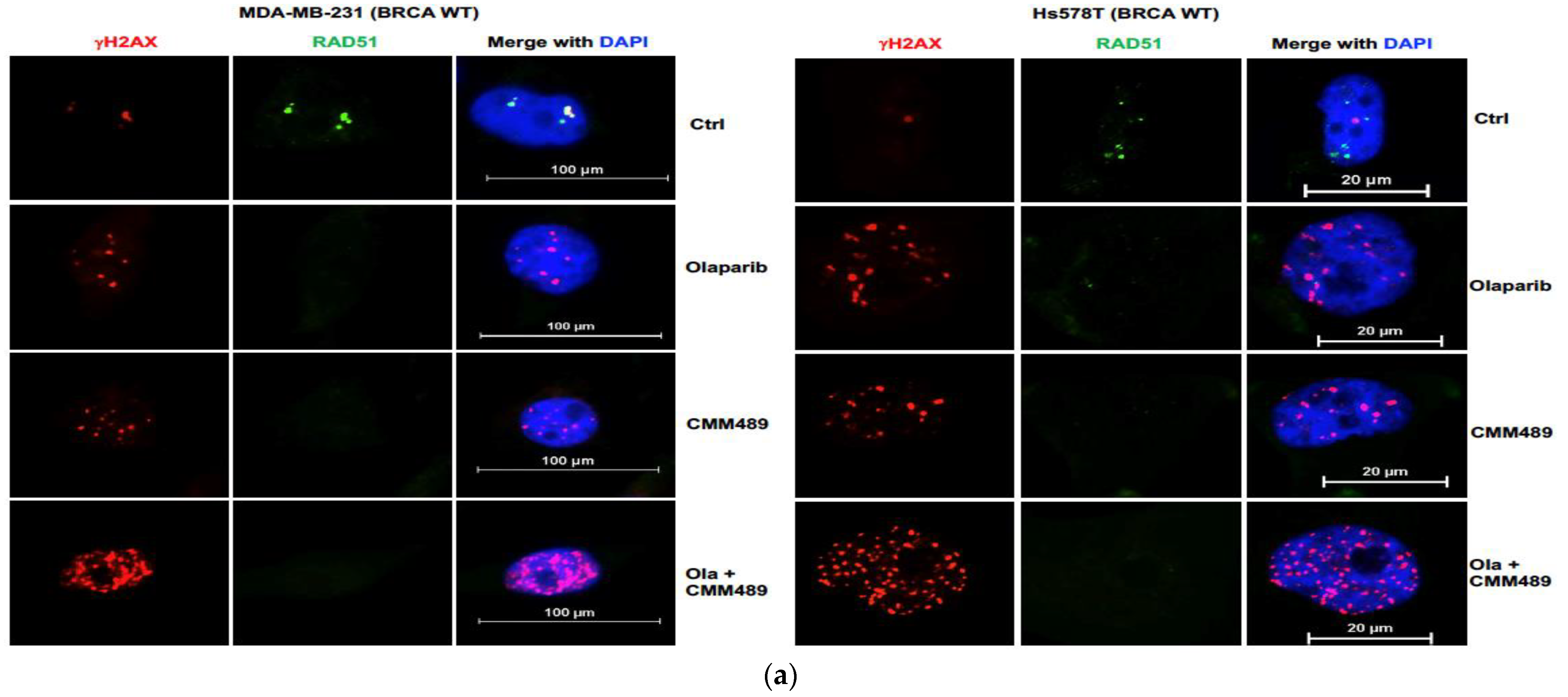 Cells 13 00049 g003a