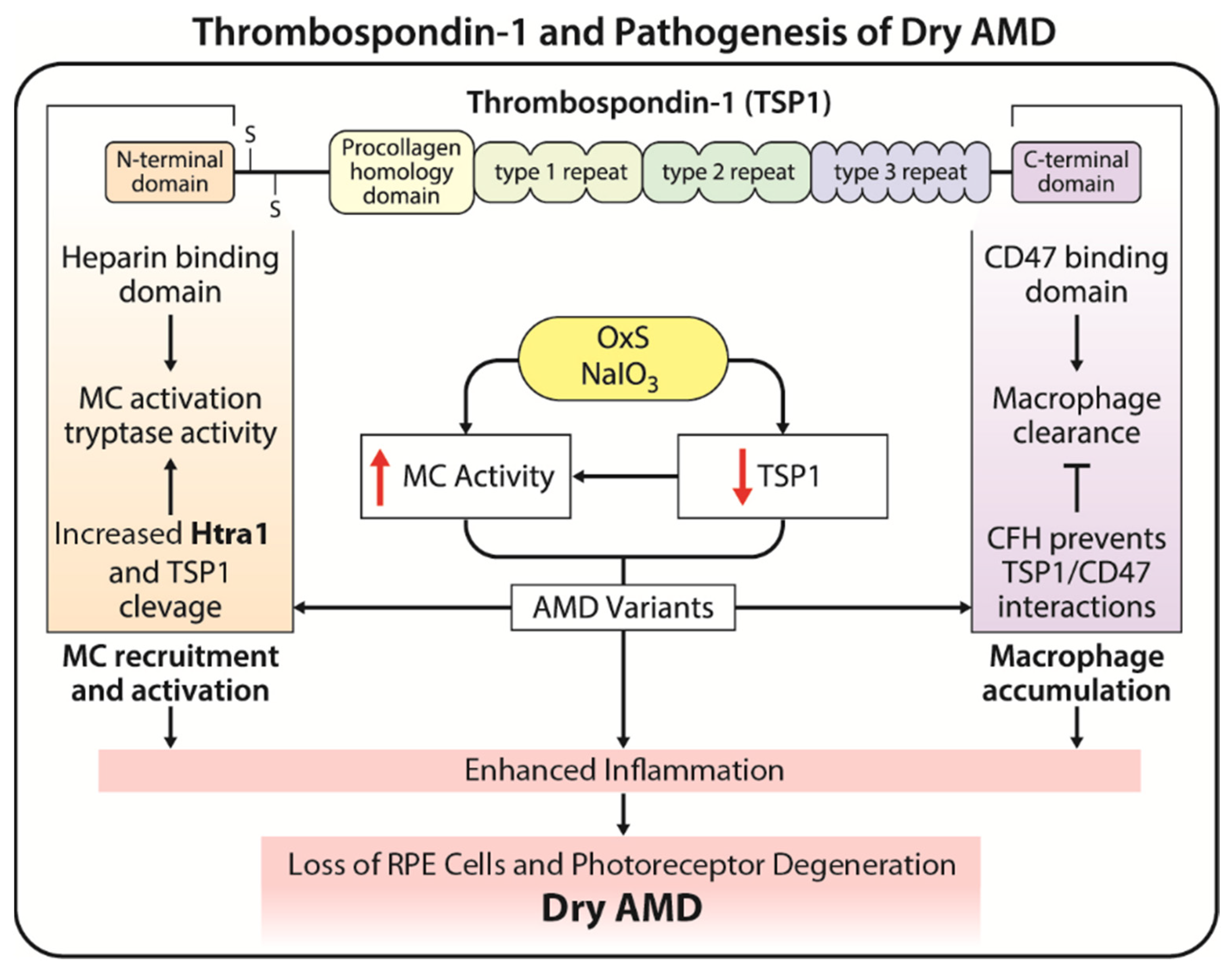 Cells 13 00050 g001 Cells 13 00050 g001