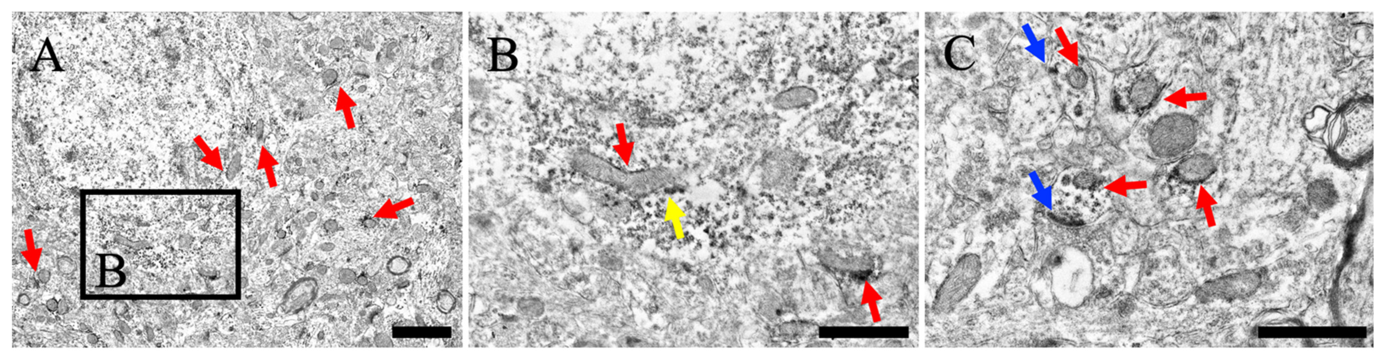Cells 13 00063 g004 Cells 13 00063 g004
