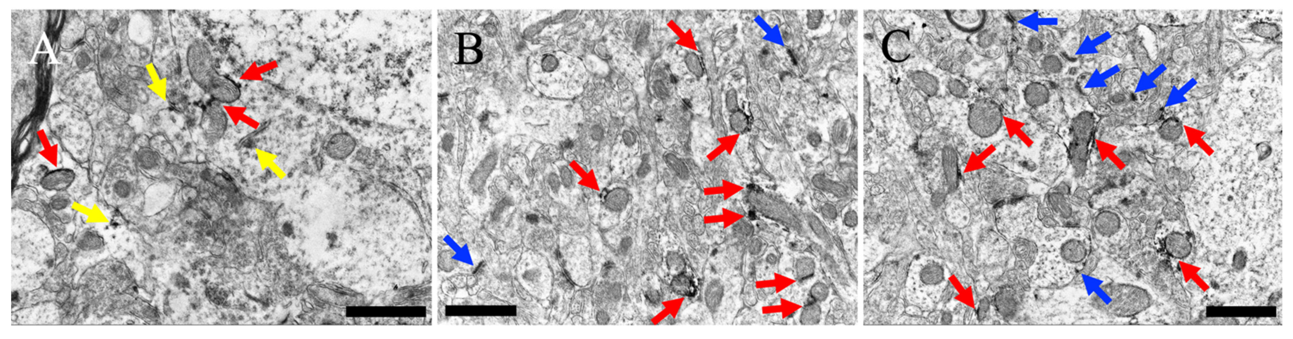 Cells 13 00063 g005 Cells 13 00063 g005