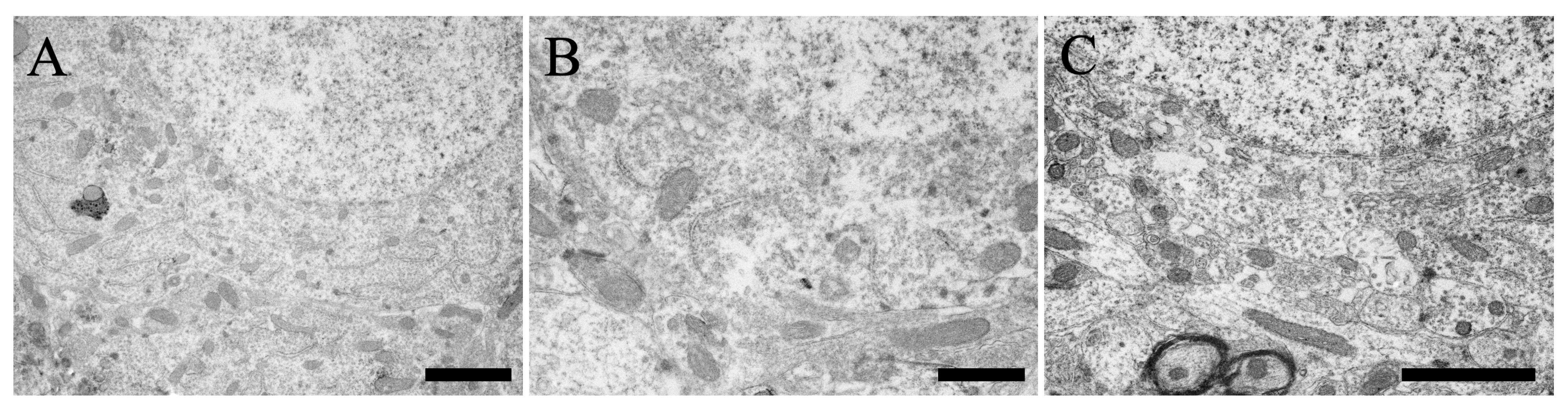 Cells 13 00063 g007 Cells 13 00063 g007