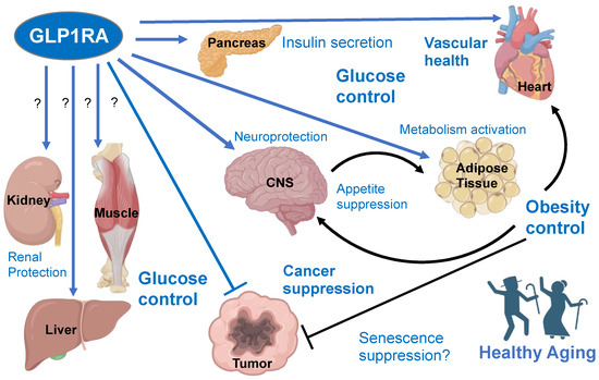 Cells | Free Full-Text | GLP1 Receptor Agonists&mdash;Effects beyond  Obesity and Diabetes