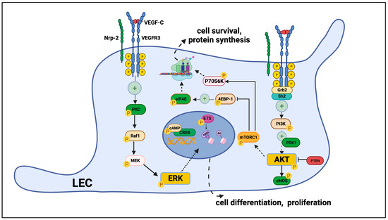 バッグ K.82 Autophagy in Hematological Malignancies