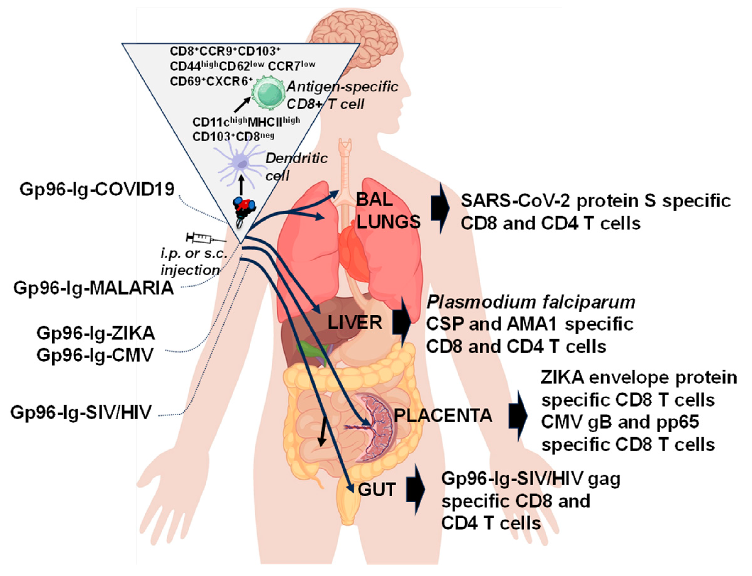 Cells 13 00072 g004 Cells 13 00072 g004