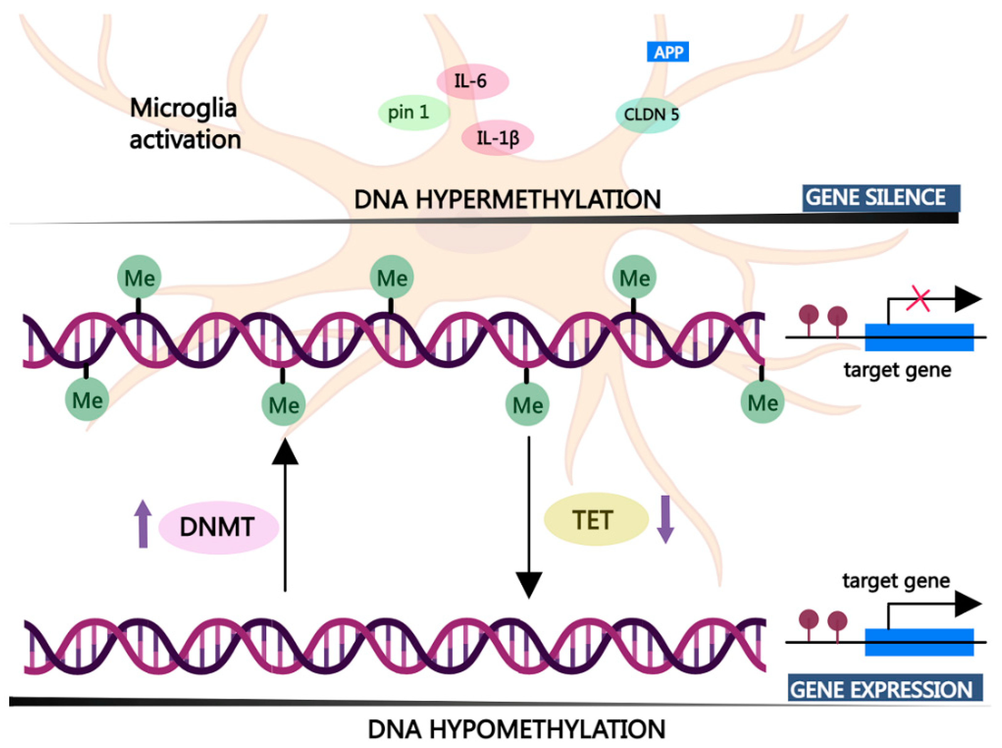 Epigenetic Regulation of Neuroinflammation in Alzheimer's Epigenetic Regulation of Neuroinflammation in Alzheimer's