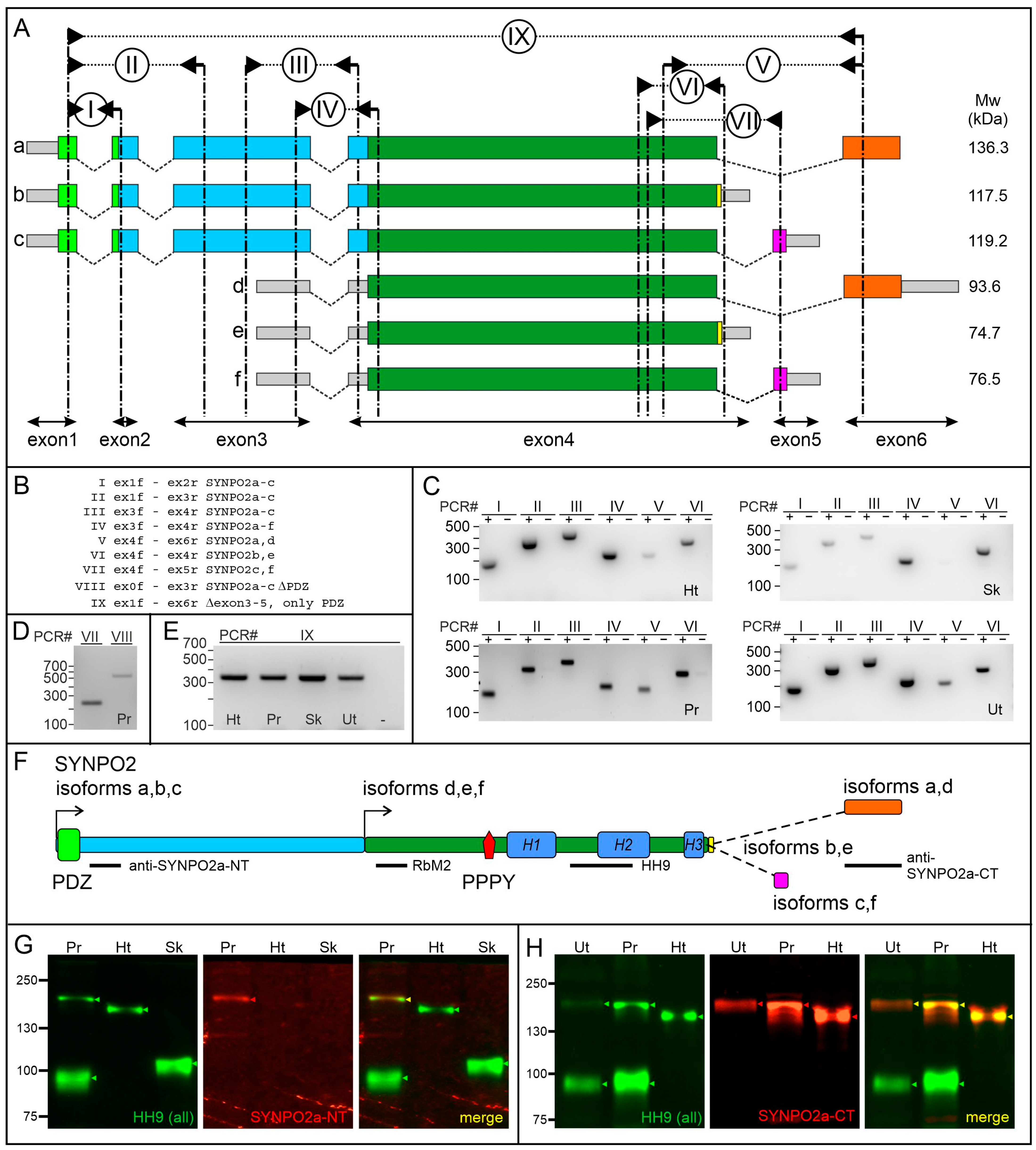 Cells 13 00085 g001 Cells 13 00085 g001