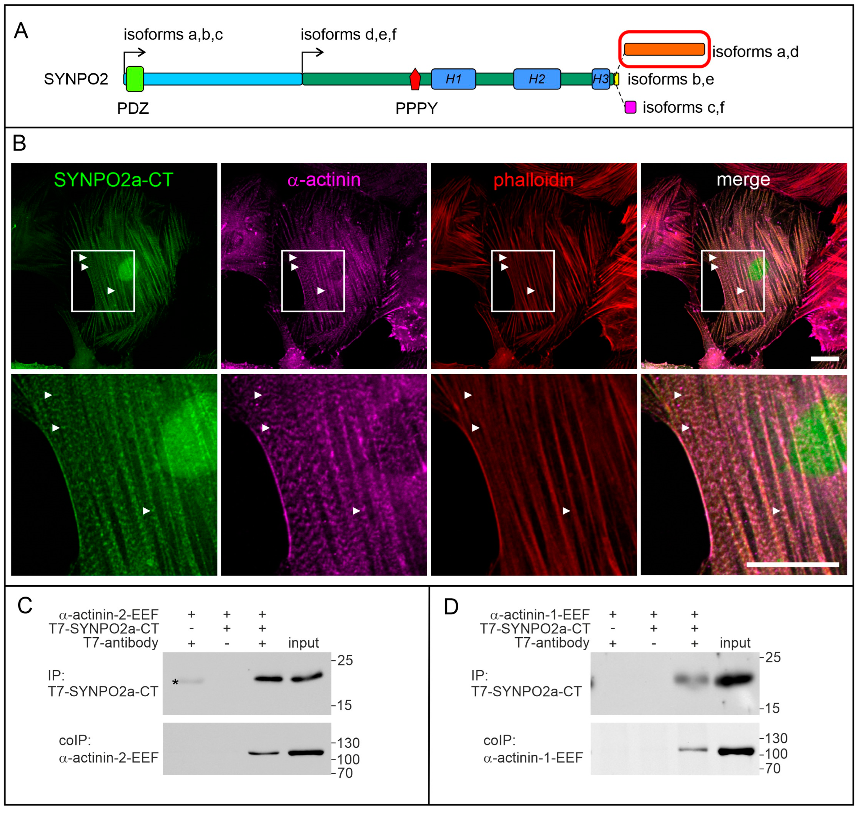 Cells 13 00085 g003 Cells 13 00085 g003