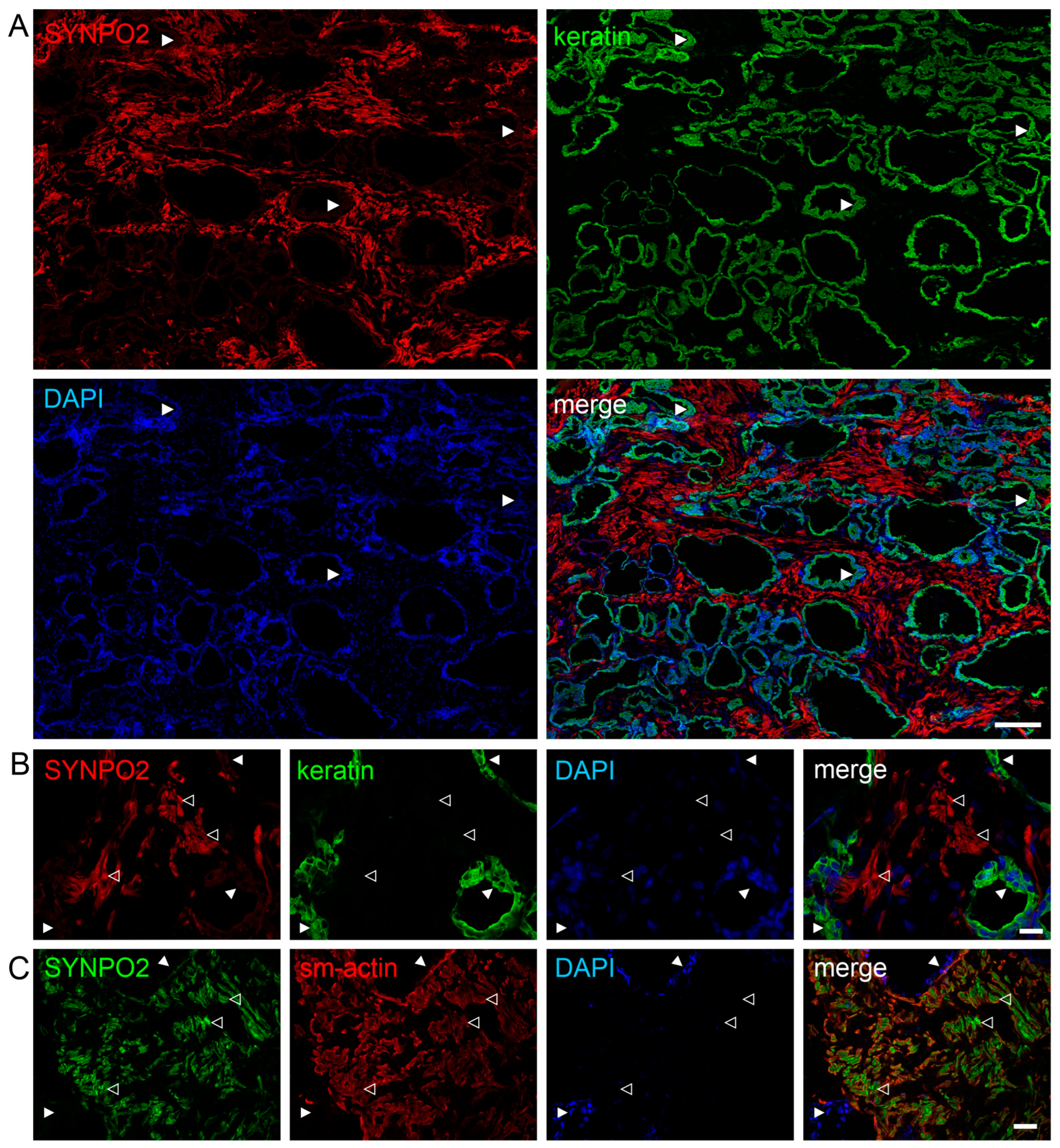 Cells 13 00085 g005 Cells 13 00085 g005