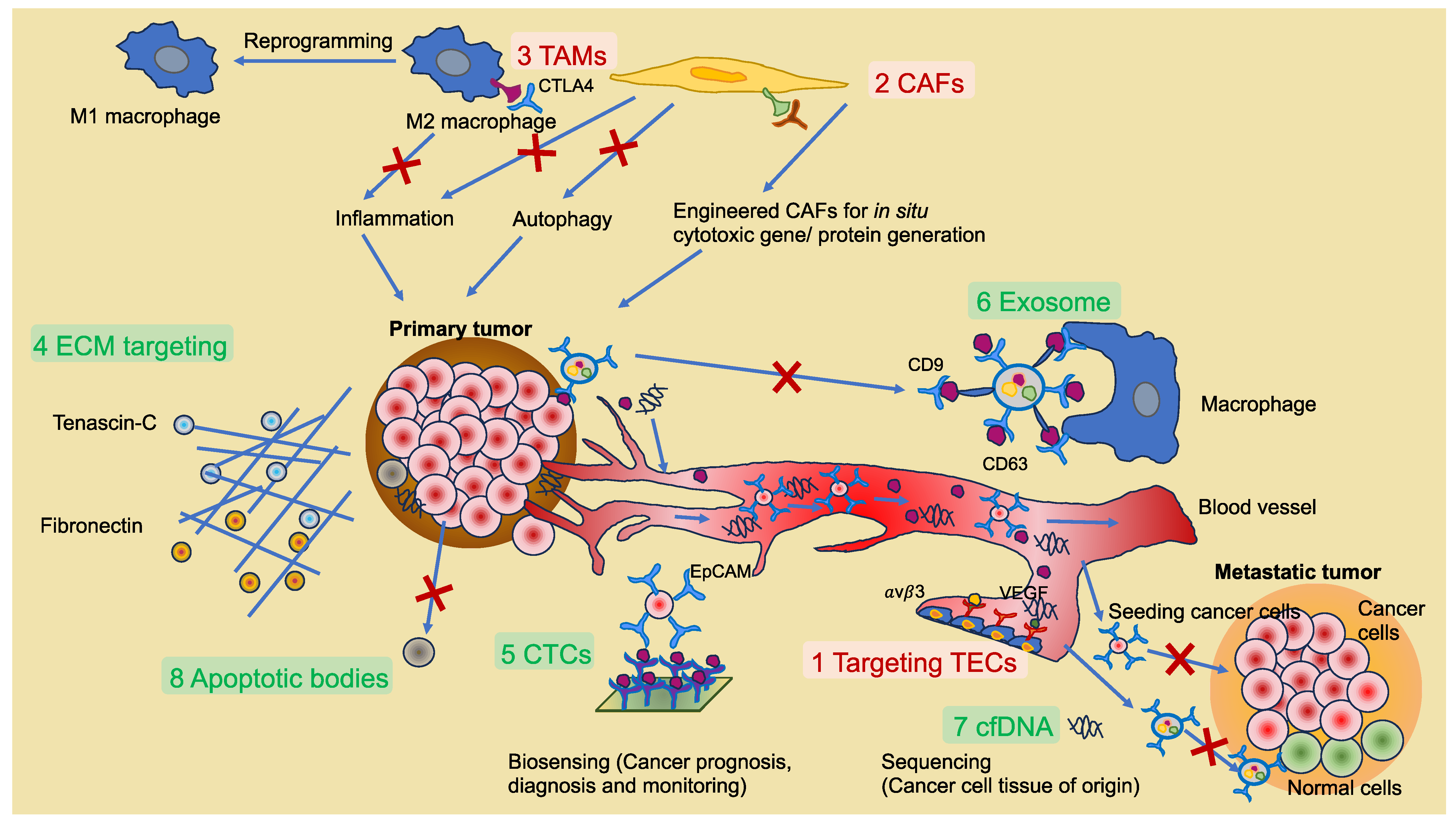 Cells | Free Full-Text | Extracellular Matrix Cues Regulate ...