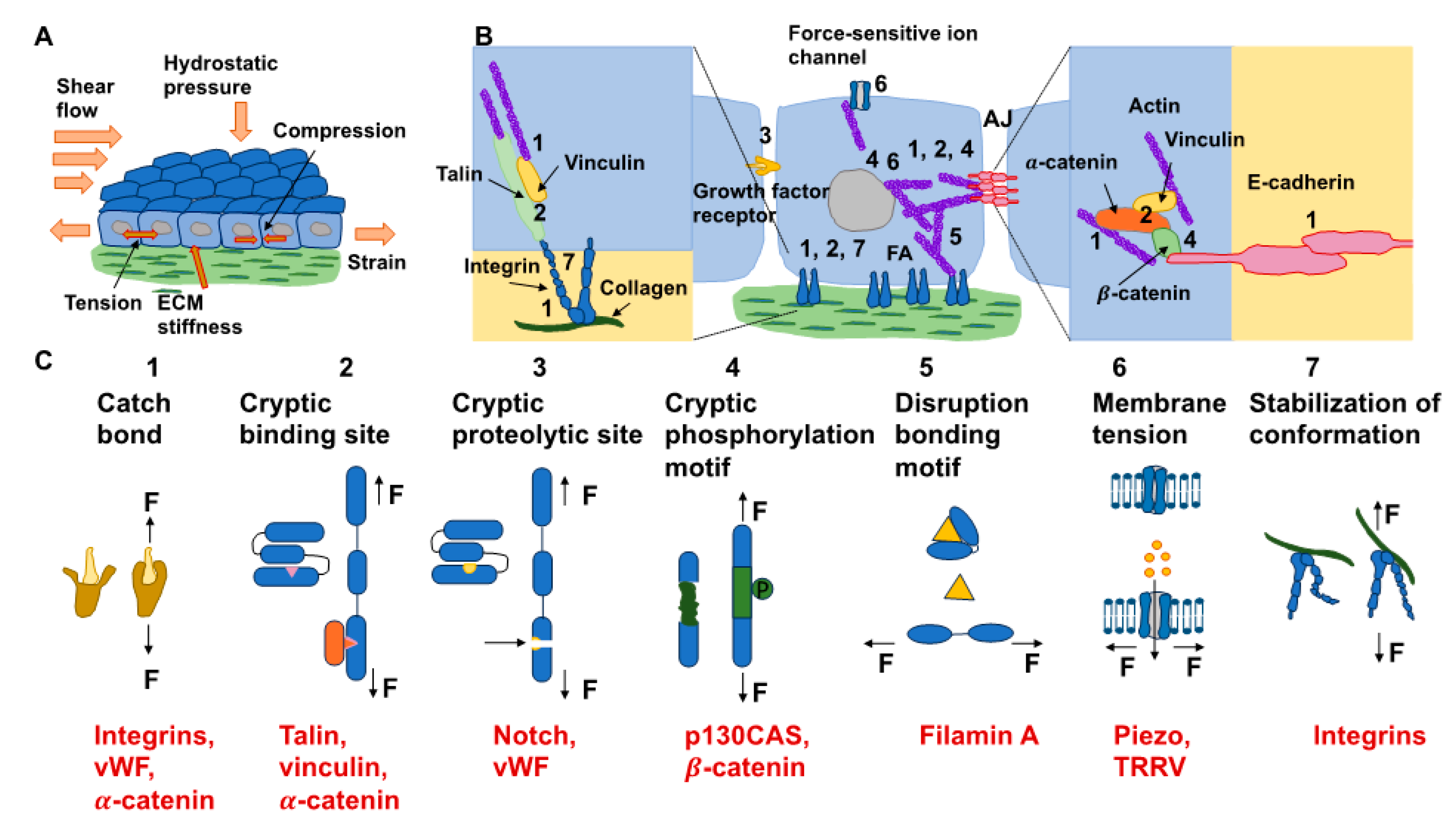 Extracellular Matrix Cues Regulate ... Biology Diagrams
