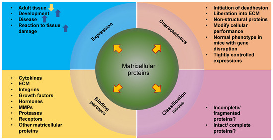 Extracellular Matrix Cues Regulate Mechanosensing and ...