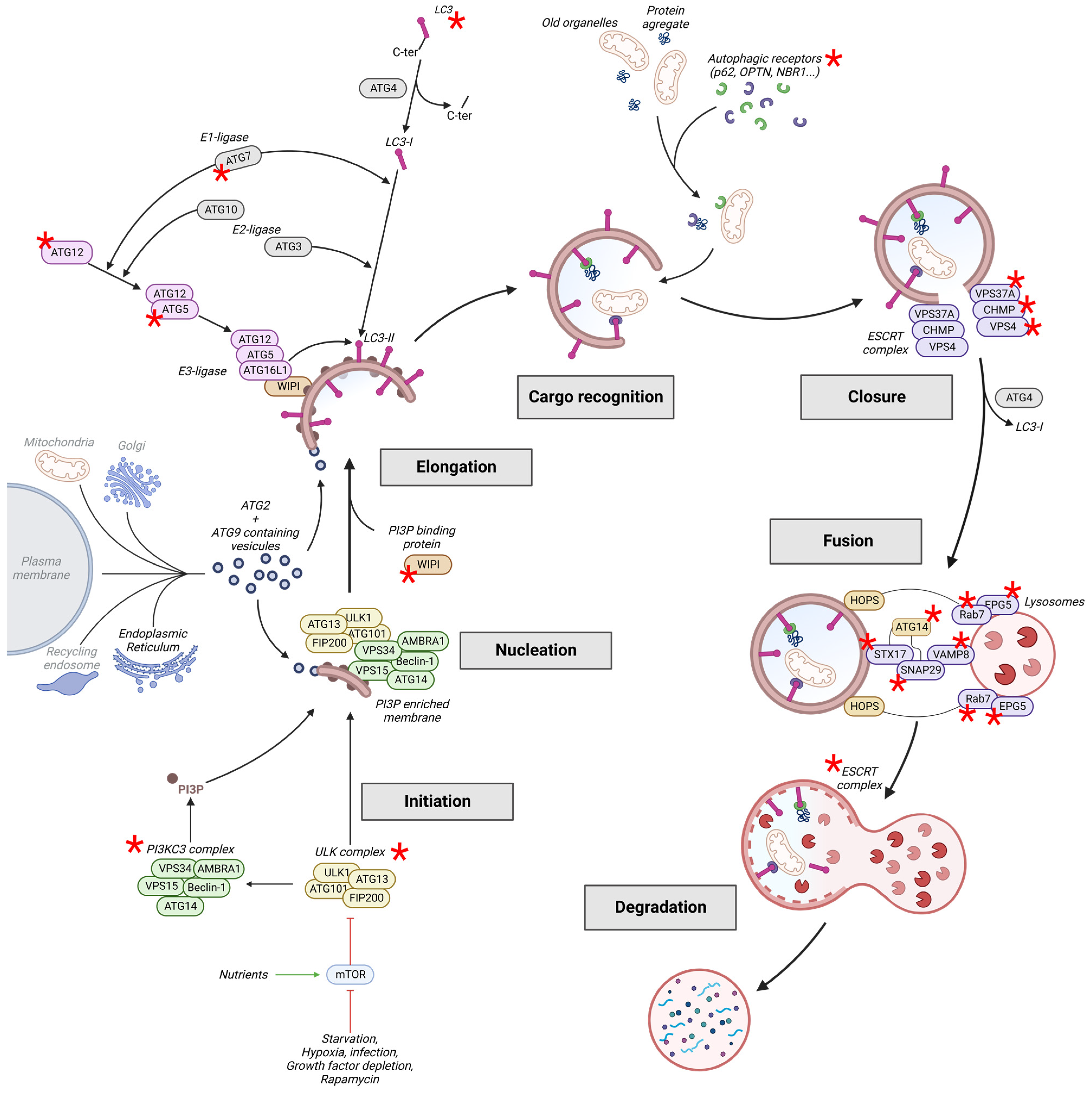Neuronal and in Full-Text Regulations Health Autophagy: | and Implications Cells Disease | Free