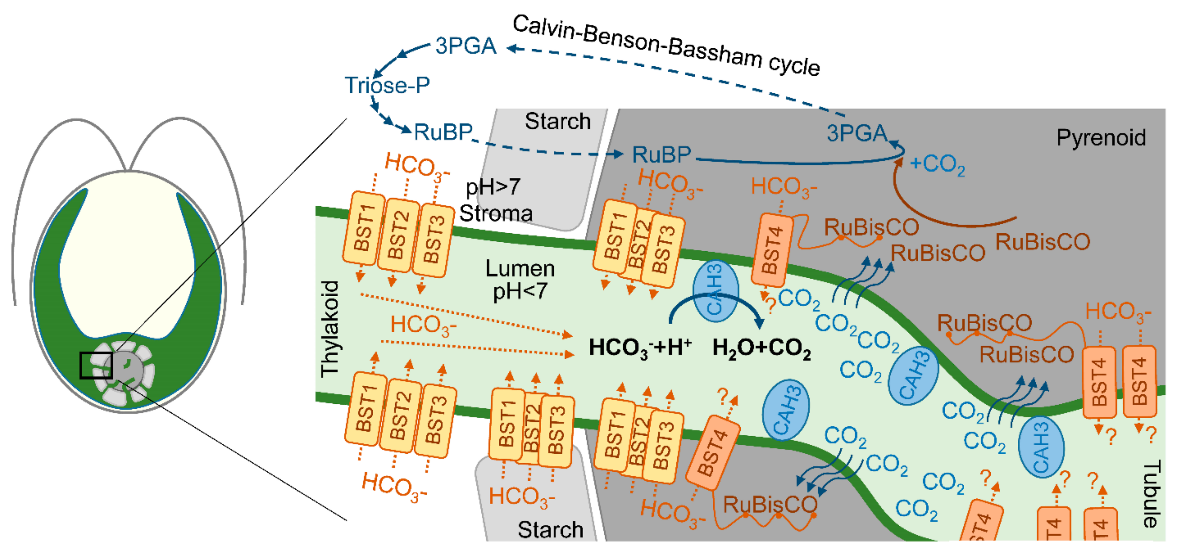 Cells 13 00109 g003 Cells 13 00109 g003