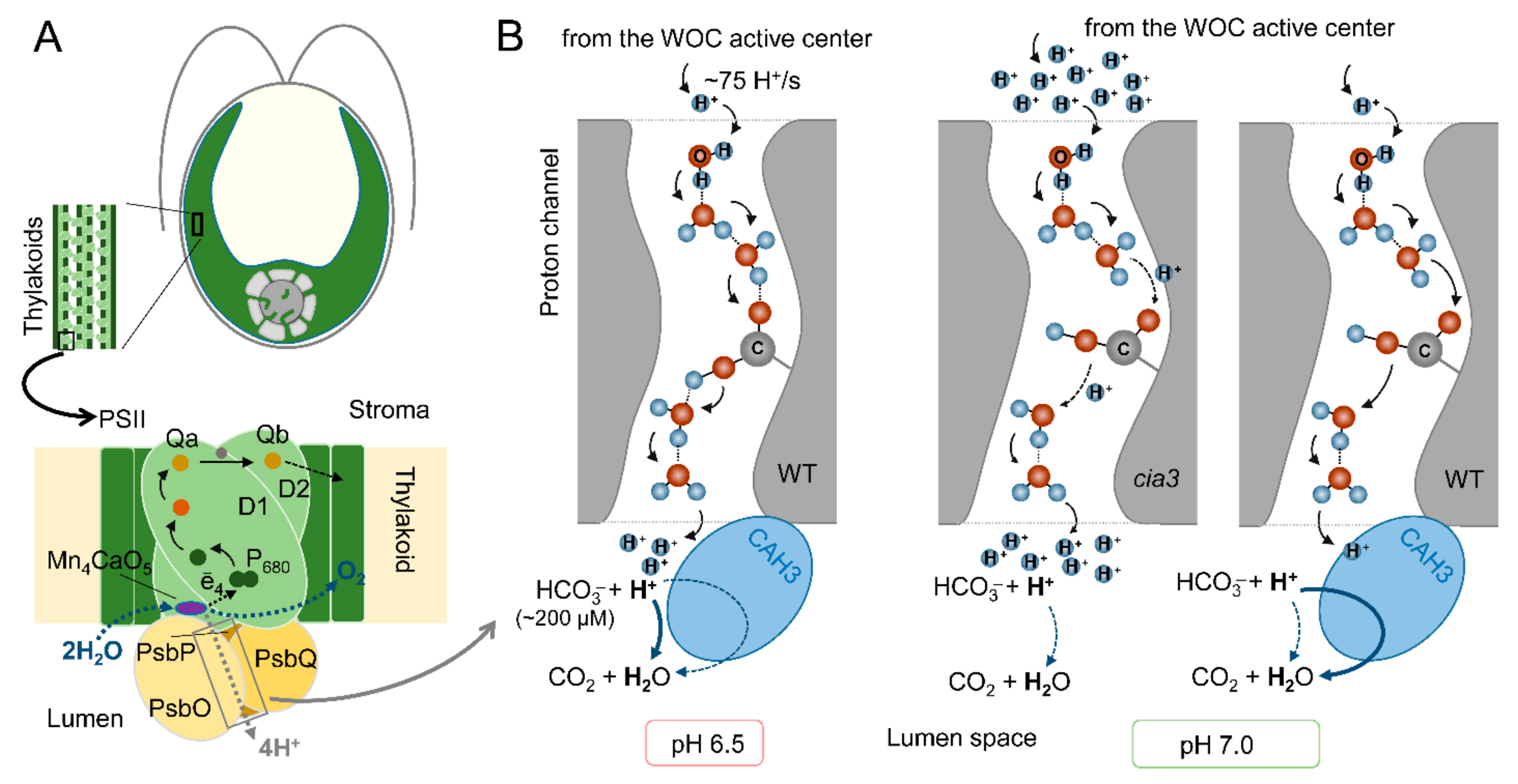Cells 13 00109 g005 Cells 13 00109 g005