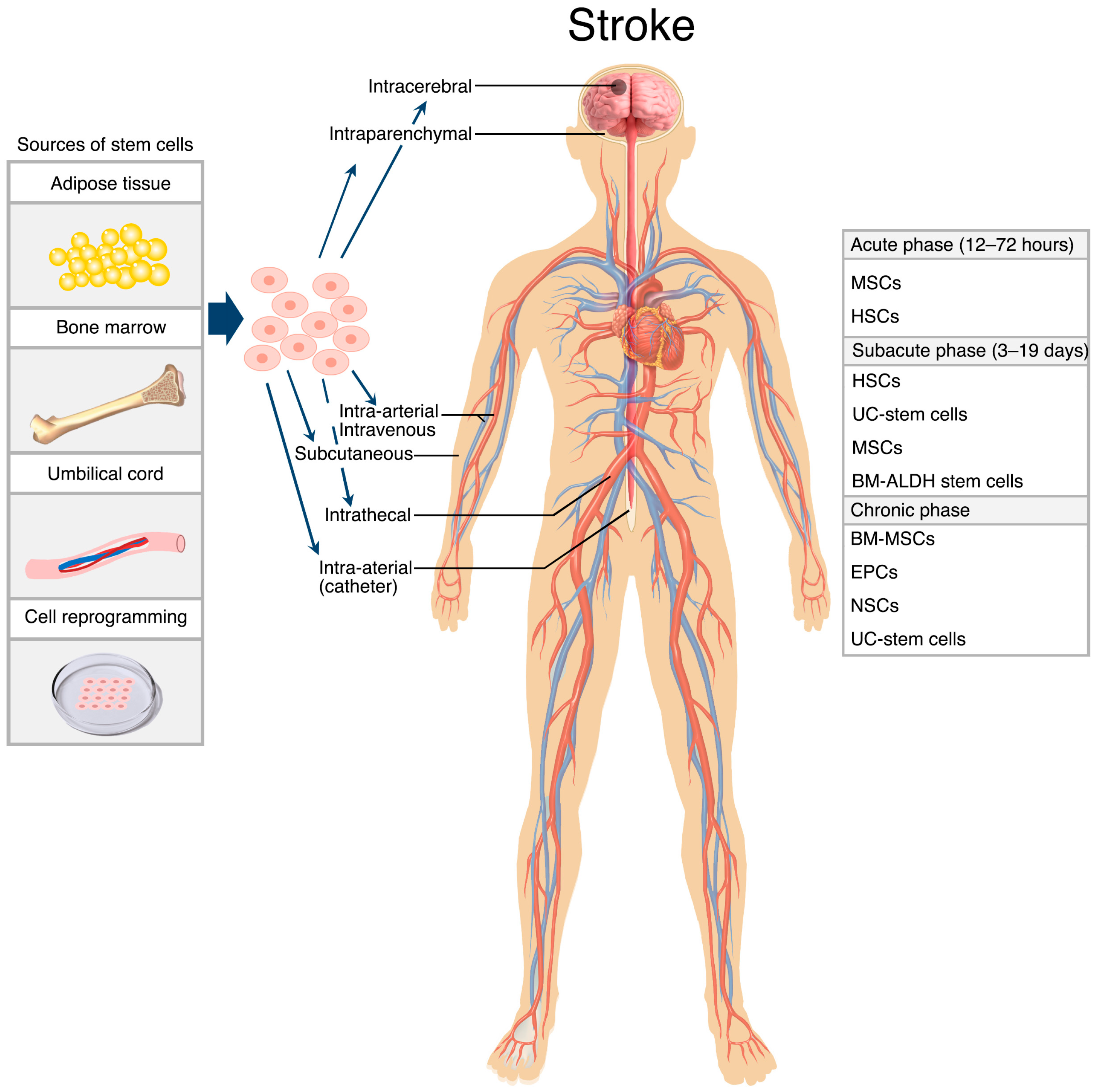 Cells 13 00112 g002 Cells 13 00112 g002