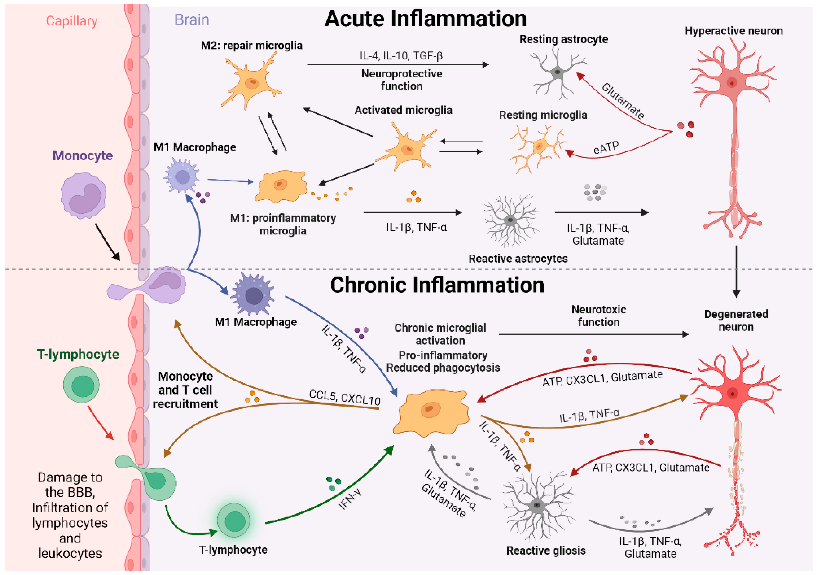 Cells 13 00161 g002 Cells 13 00161 g002