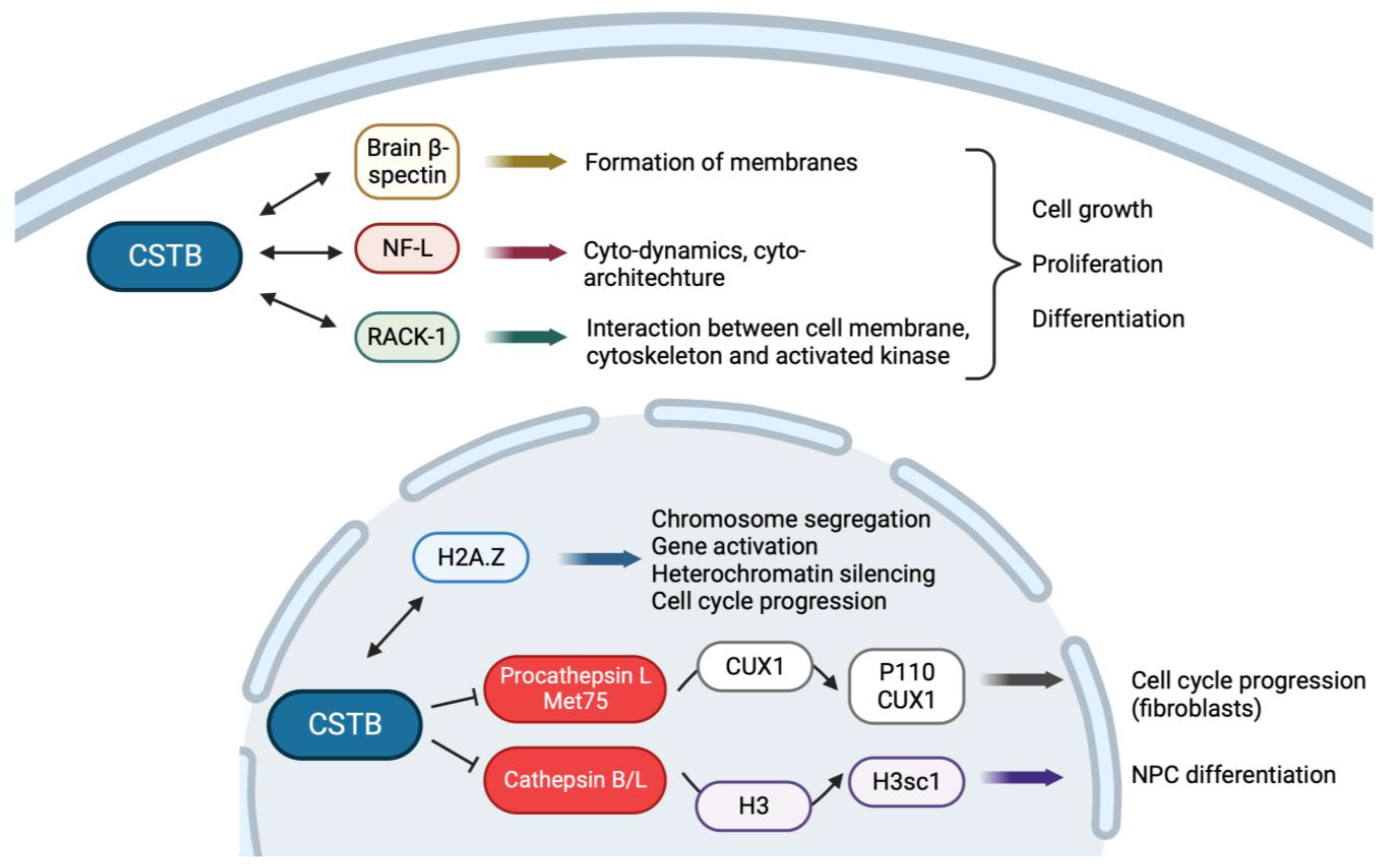 Cells 13 00170 g002 Cells 13 00170 g002