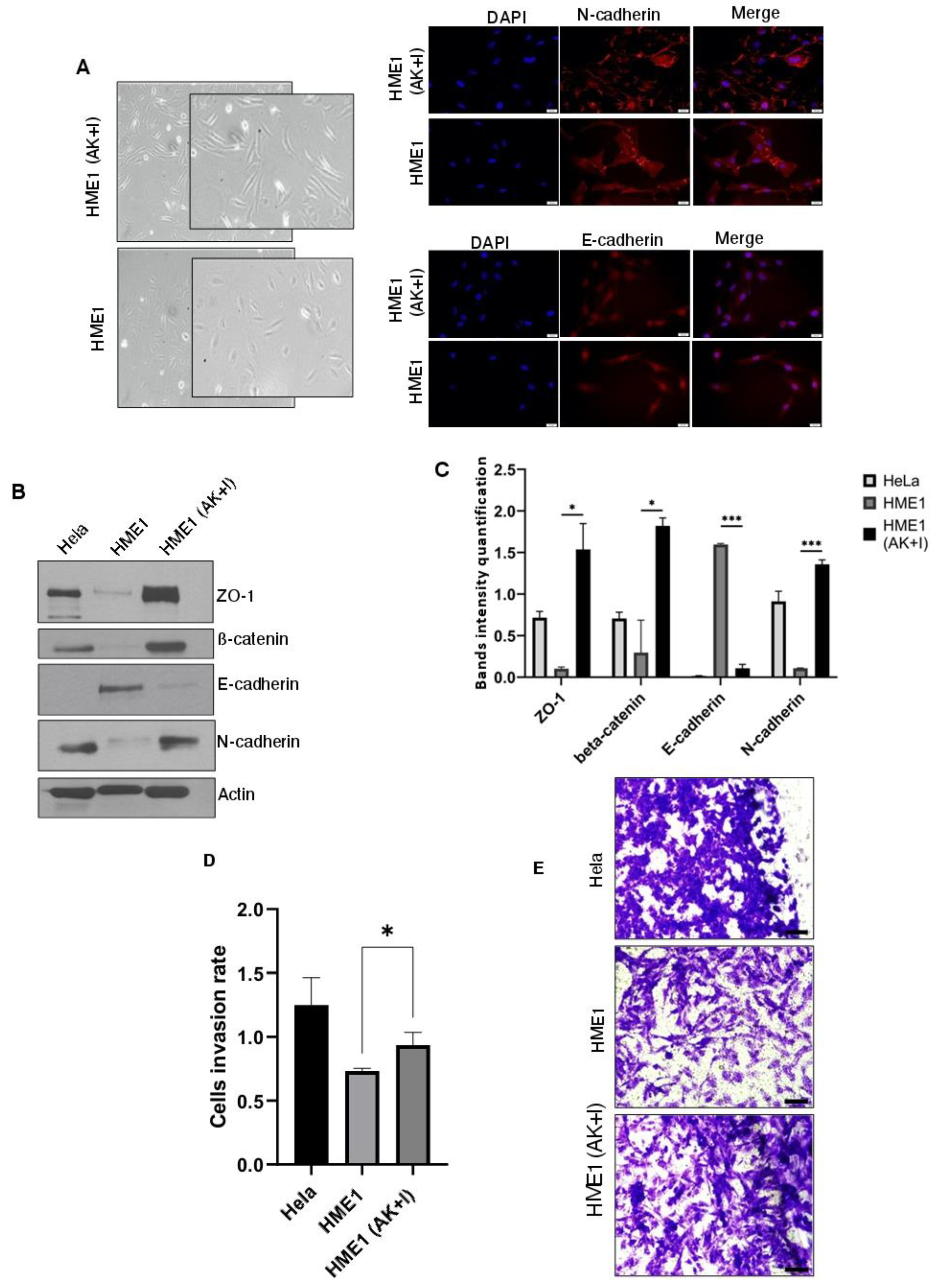 Cells 13 00174 g001 Cells 13 00174 g001