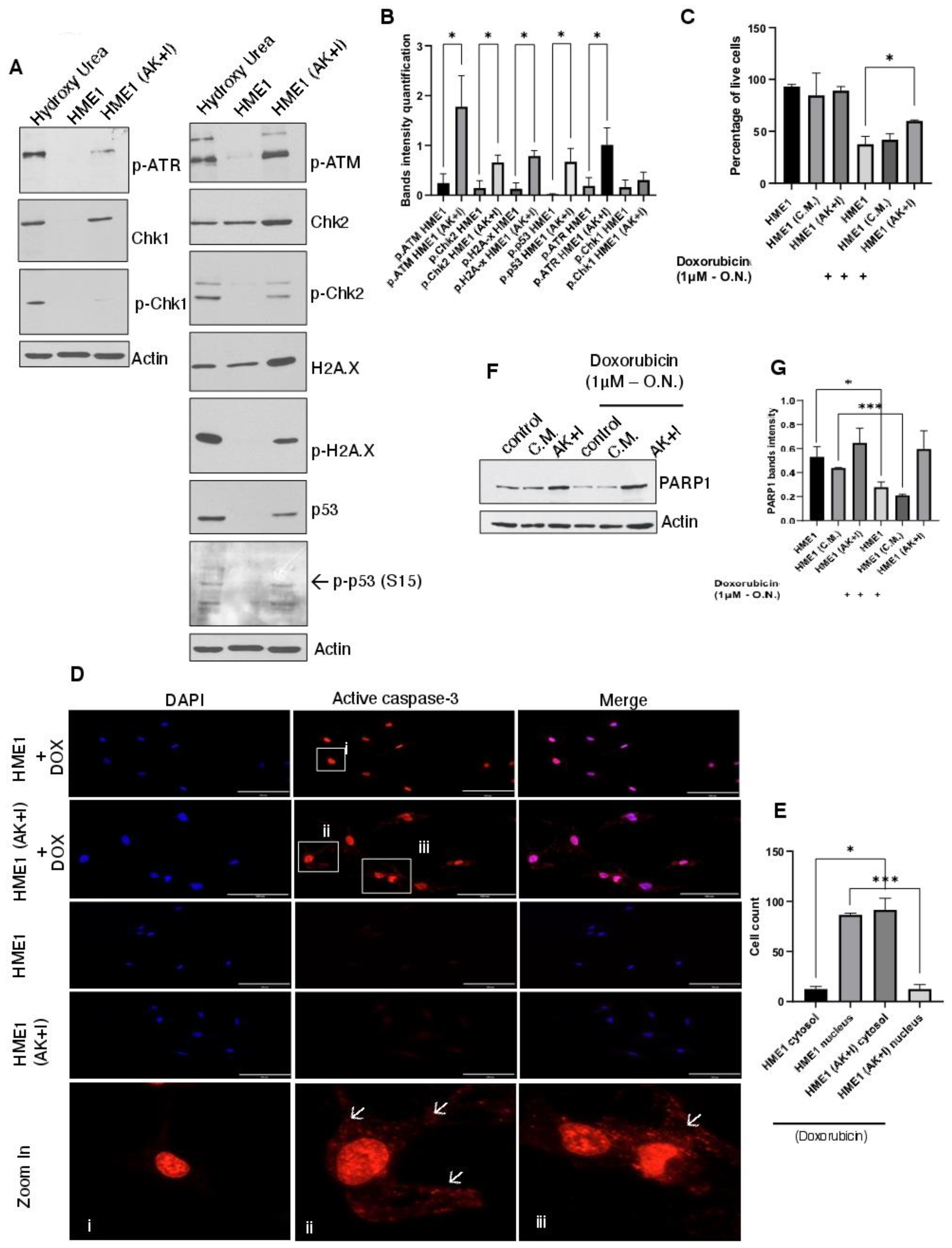Cells 13 00174 g002 Cells 13 00174 g002