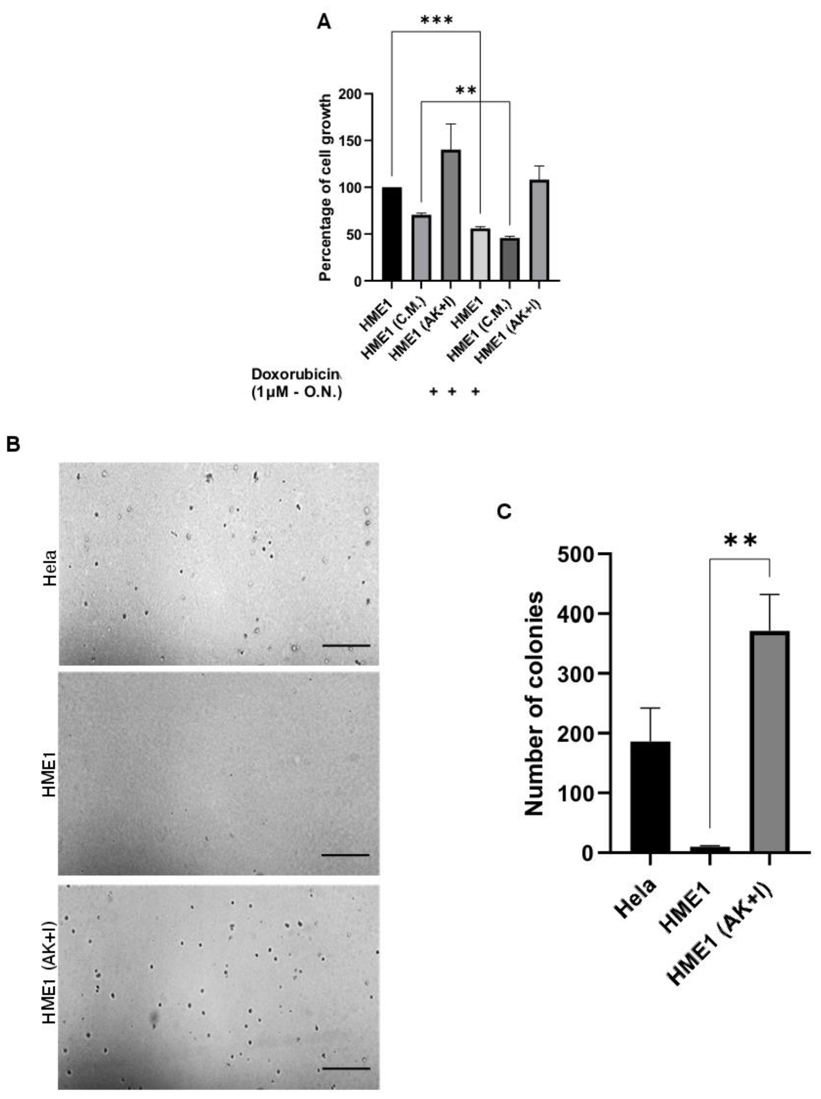 Cells 13 00174 g003 Cells 13 00174 g003
