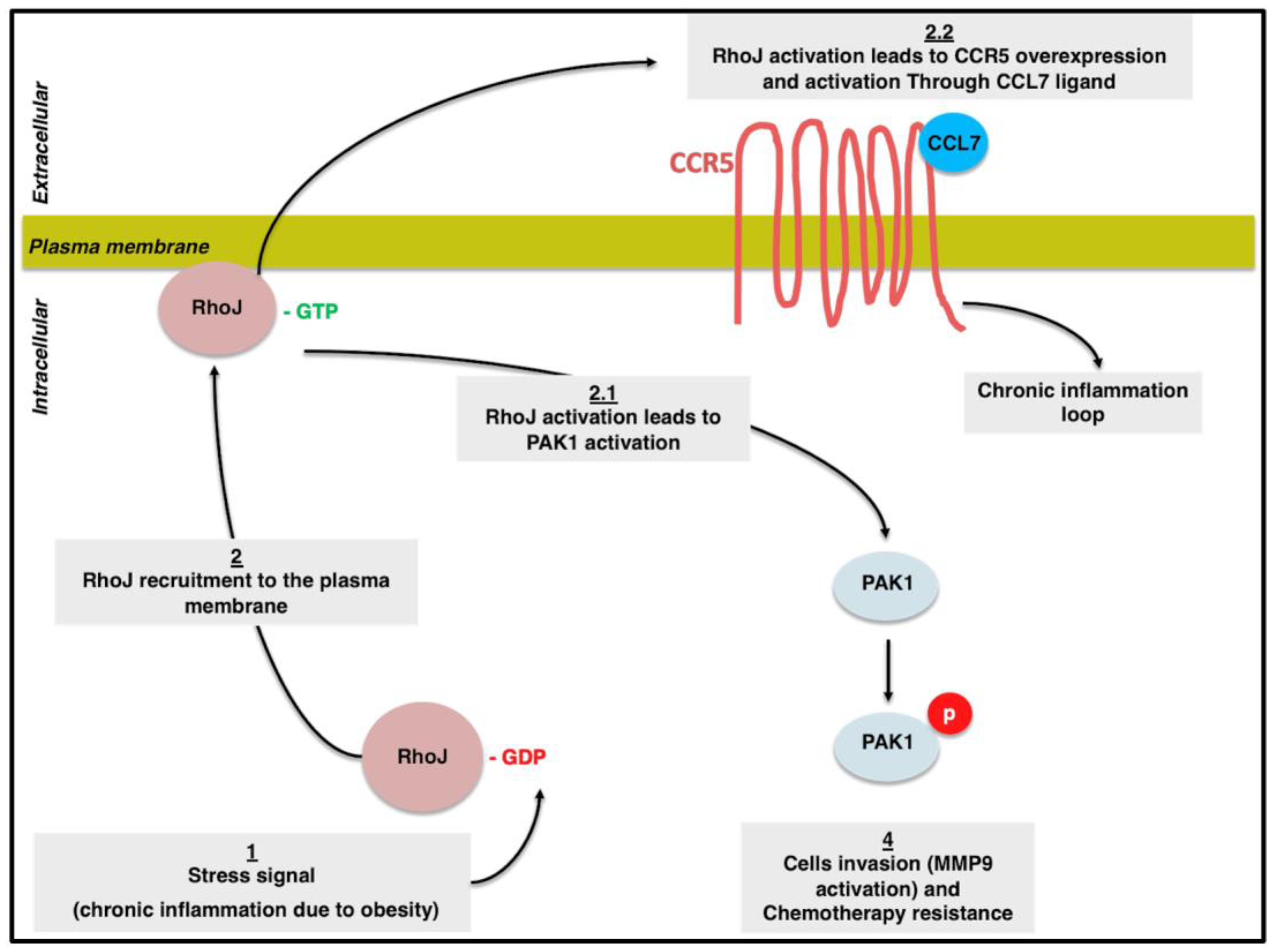 Cells 13 00174 g006 Cells 13 00174 g006