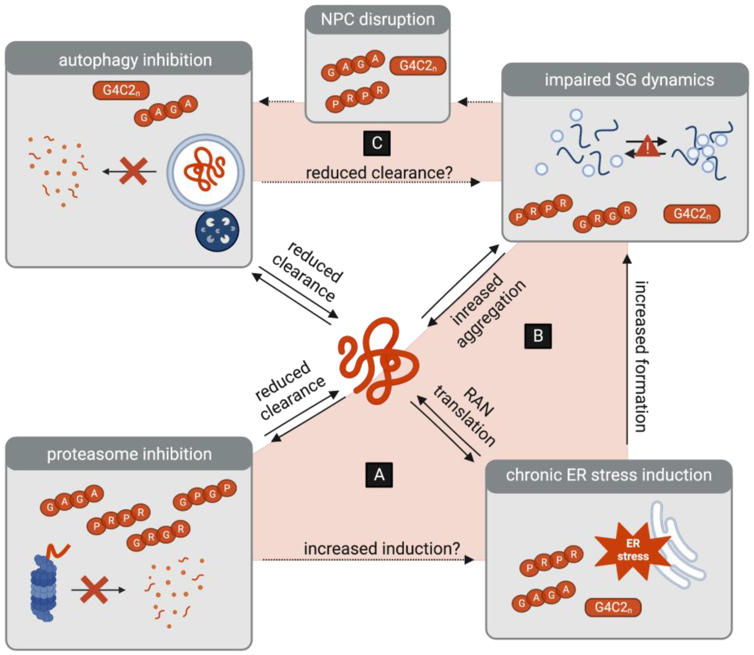 ALS' Perfect Storm: C9orf72-Associated Toxic Dipeptide