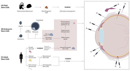 Beyond Vision: An Overview of Regenerative Medicine and Its