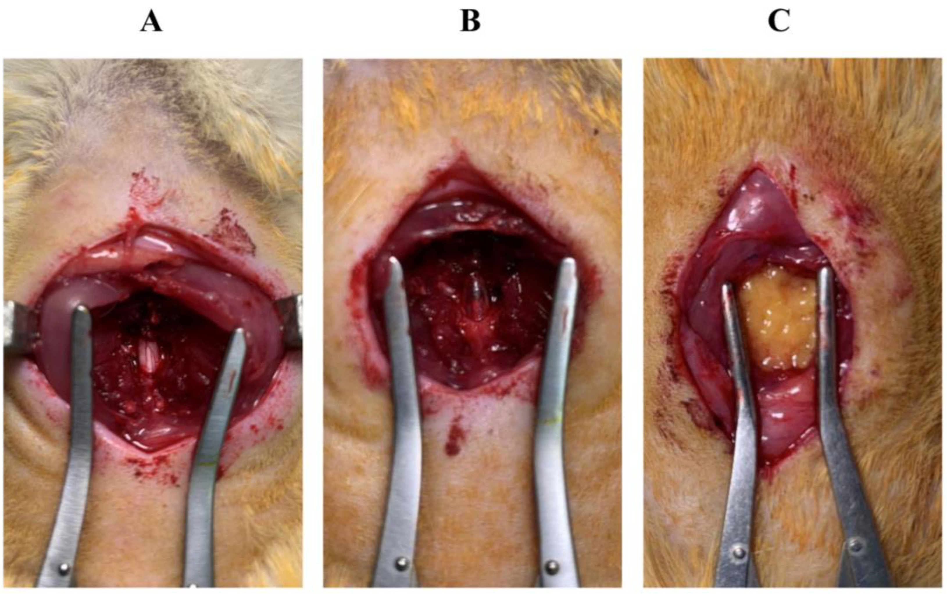 Cells 13 00182 g002 Cells 13 00182 g002