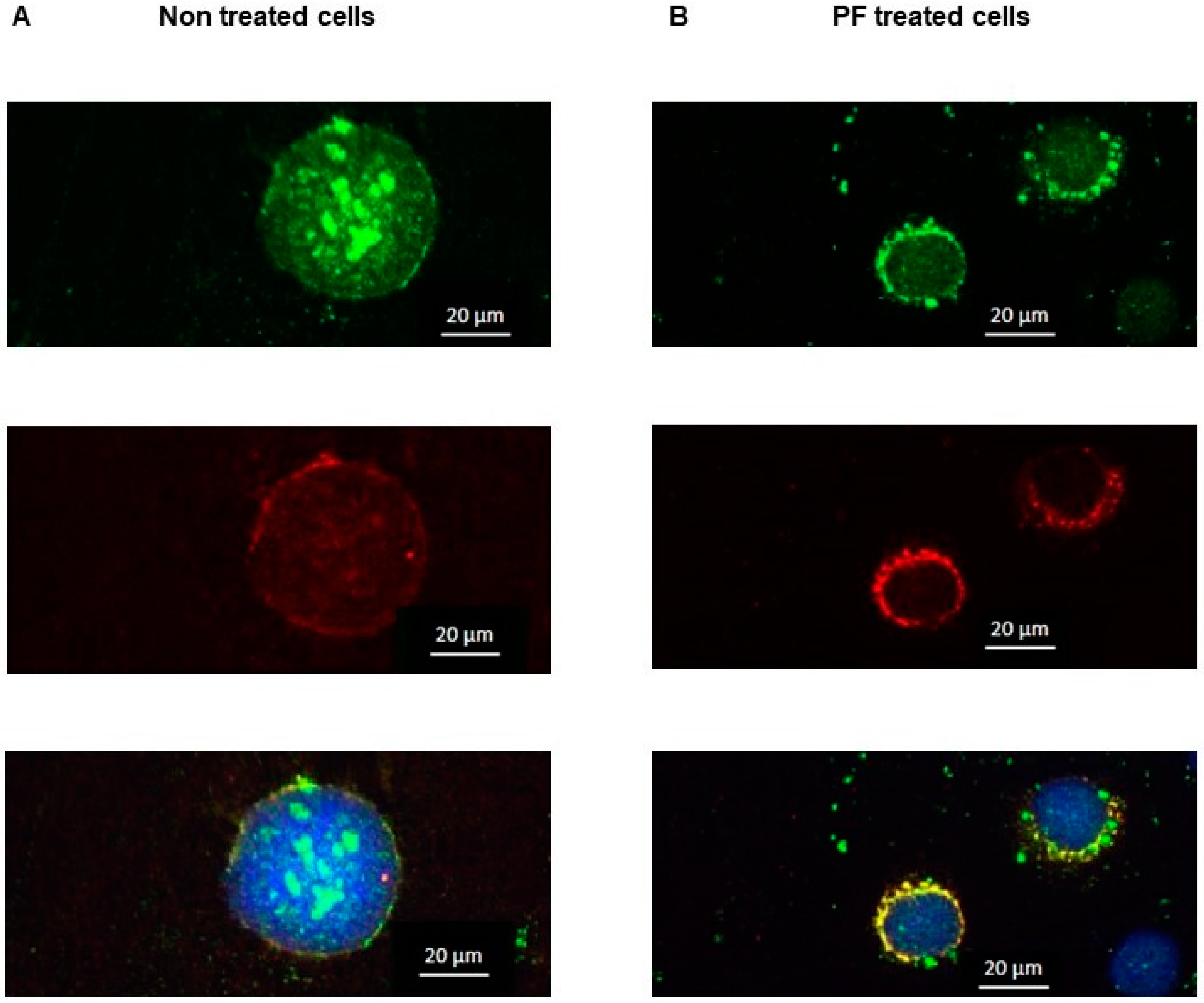 Cells 13 00185 g002 Cells 13 00185 g002