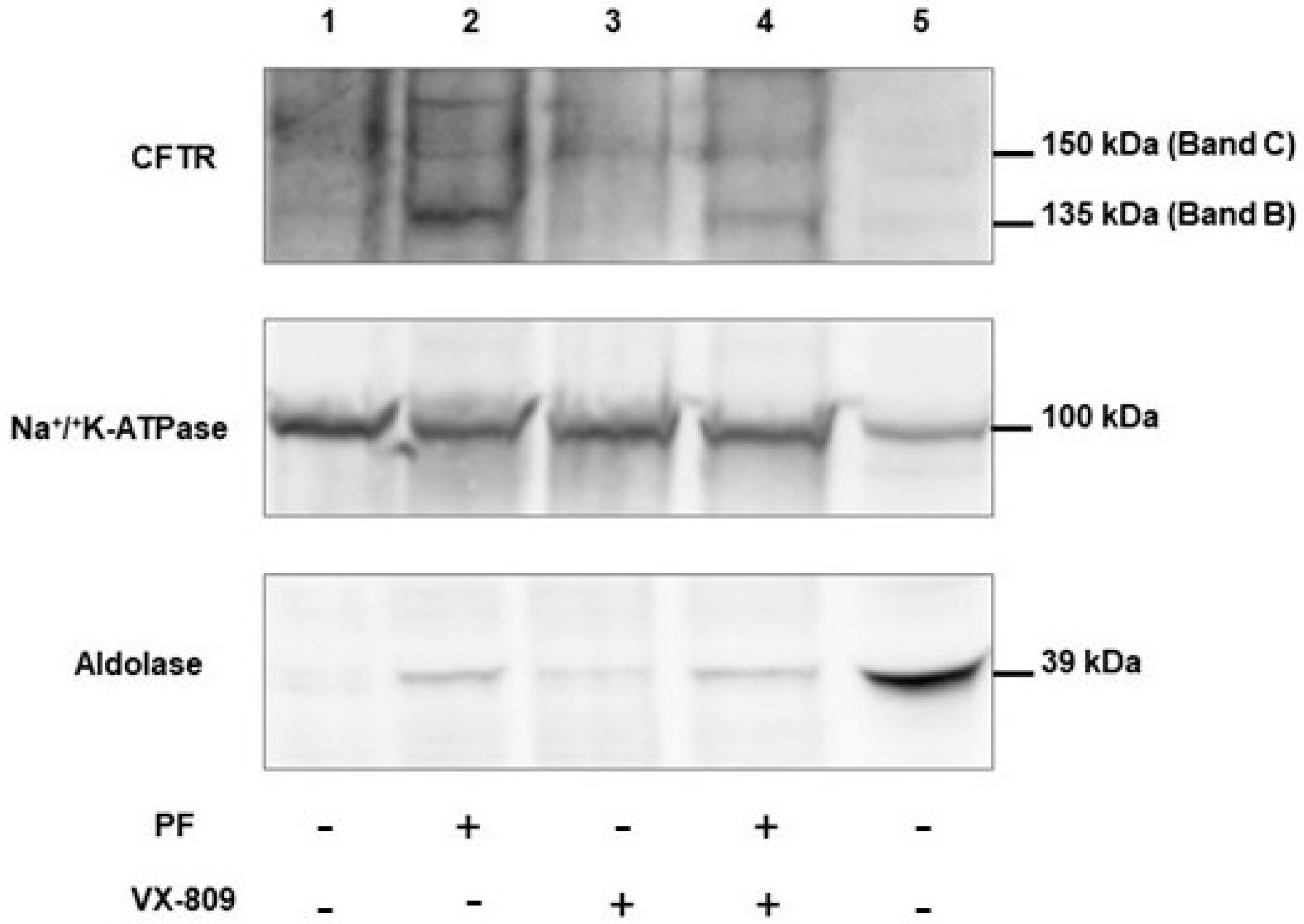Cells 13 00185 g008 Cells 13 00185 g008