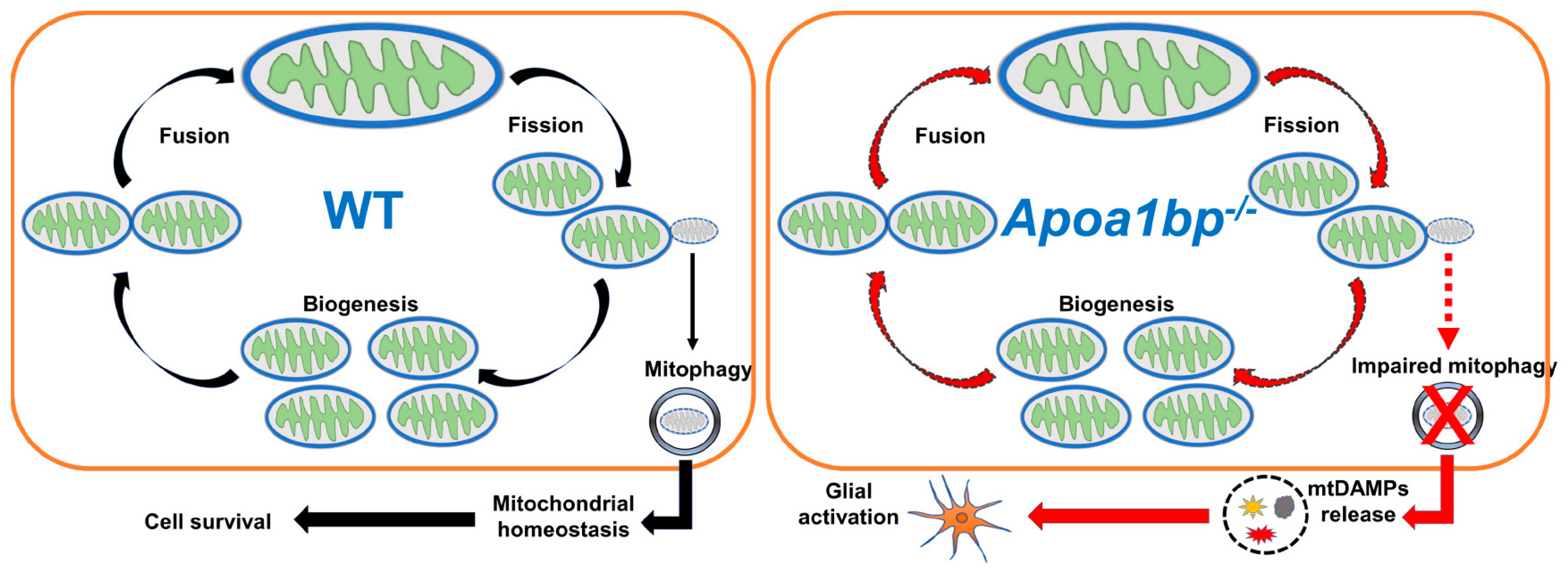 Cells 13 00198 g002 Cells 13 00198 g002